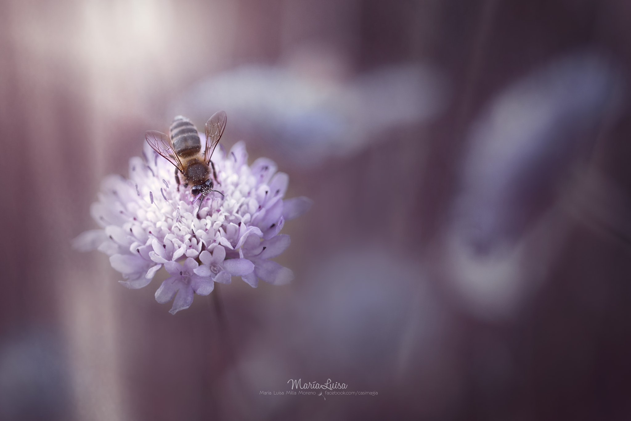 Canon EF 100mm F2.8 Macro USM sample photo. Spring fantasy photography