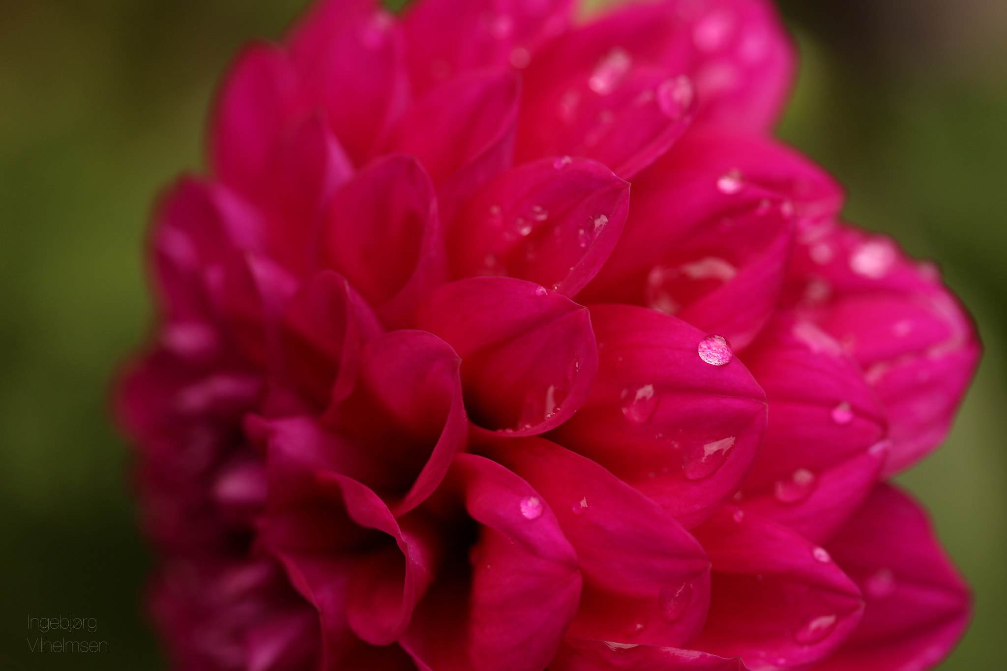 Canon EF-S 60mm F2.8 Macro USM sample photo. Macro flower photography