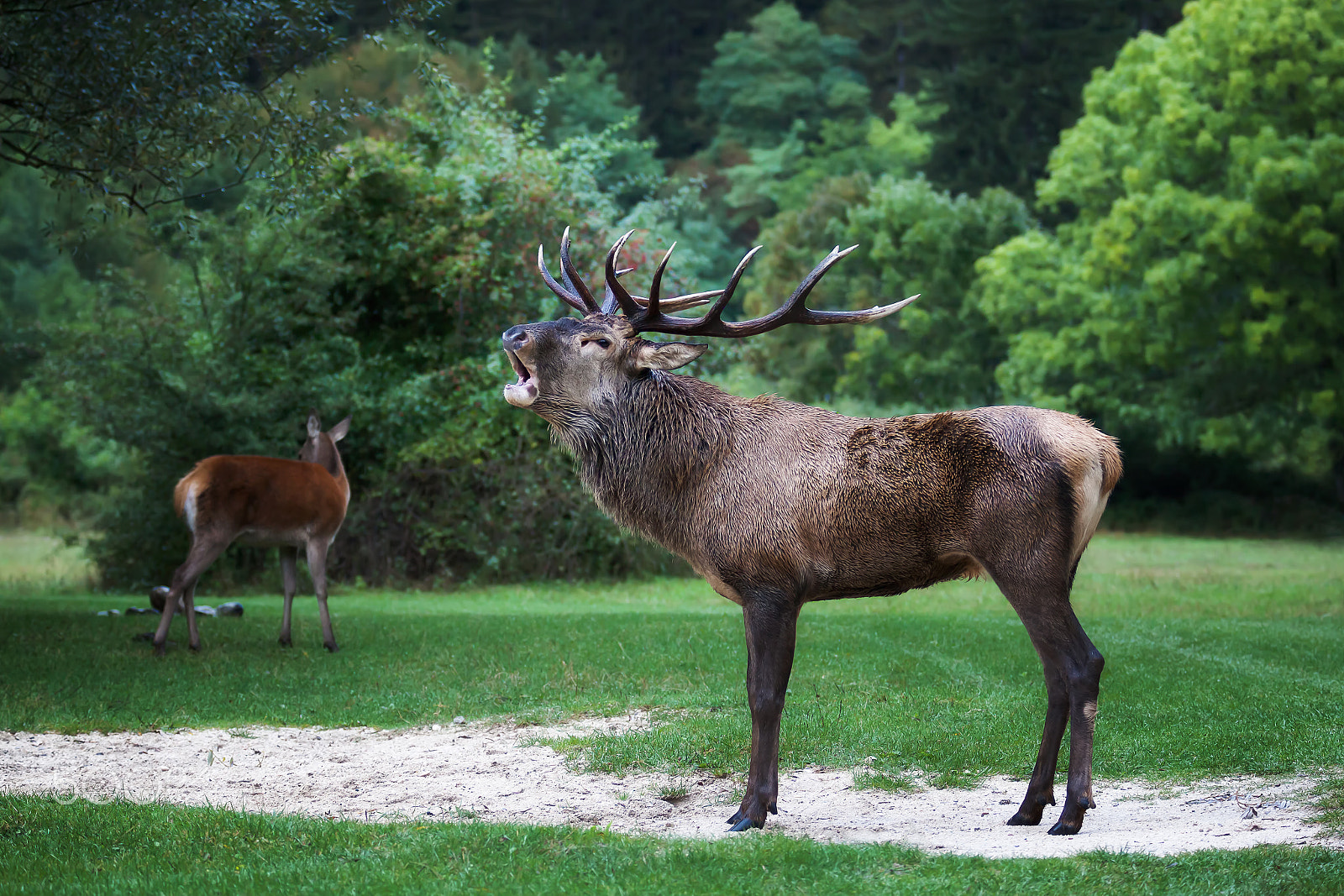 Canon EOS 5D Mark II sample photo. Male deer in love, roar, bellow photography