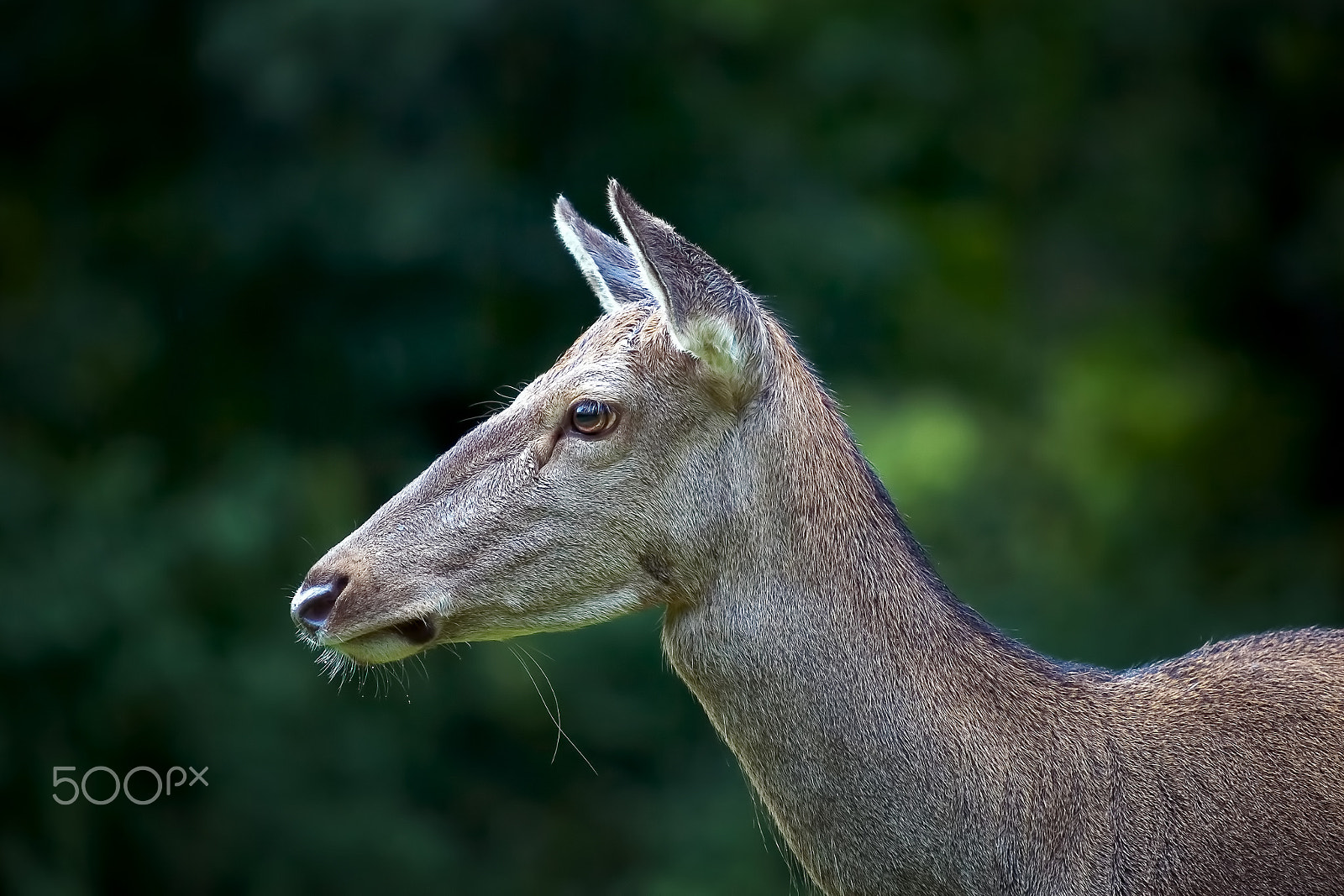 Canon EOS 5D Mark II sample photo. Female deer, profile view. photography