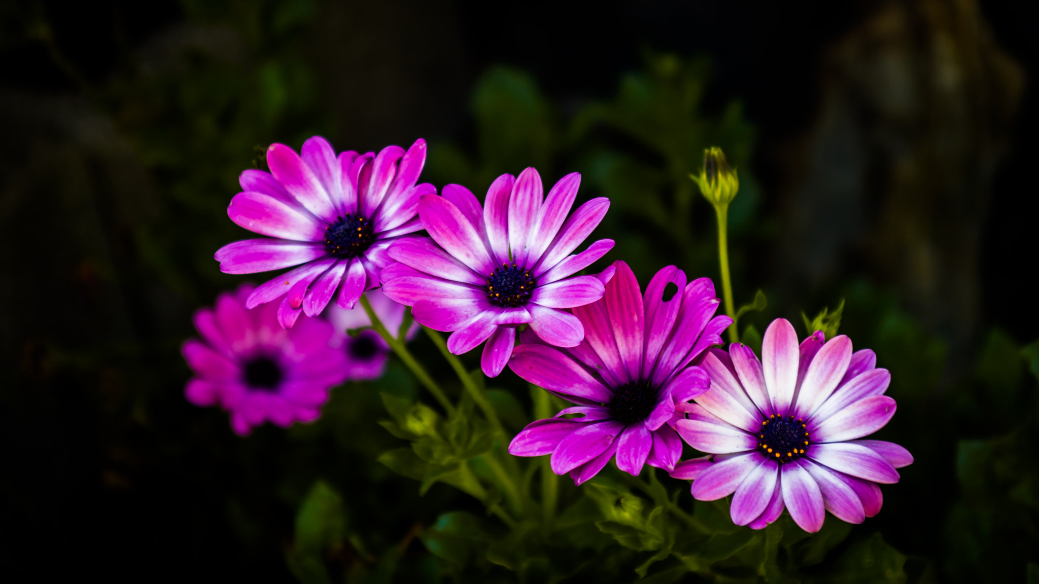 Nikon D50 + Sigma 28-70mm F3.5-4.5 UC sample photo. Blümchen im garten photography