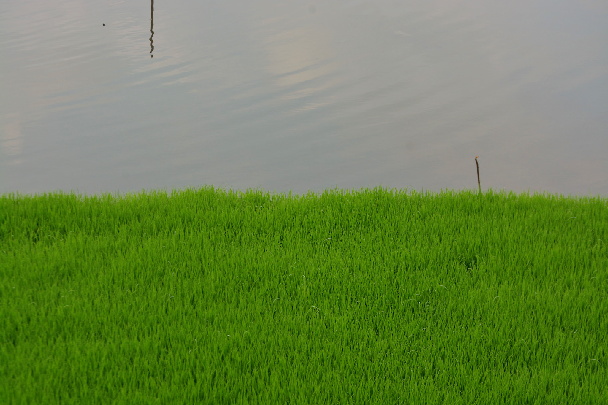 Nikon D7100 + Nikon AF Nikkor 105mm F2D DC sample photo. The border photography