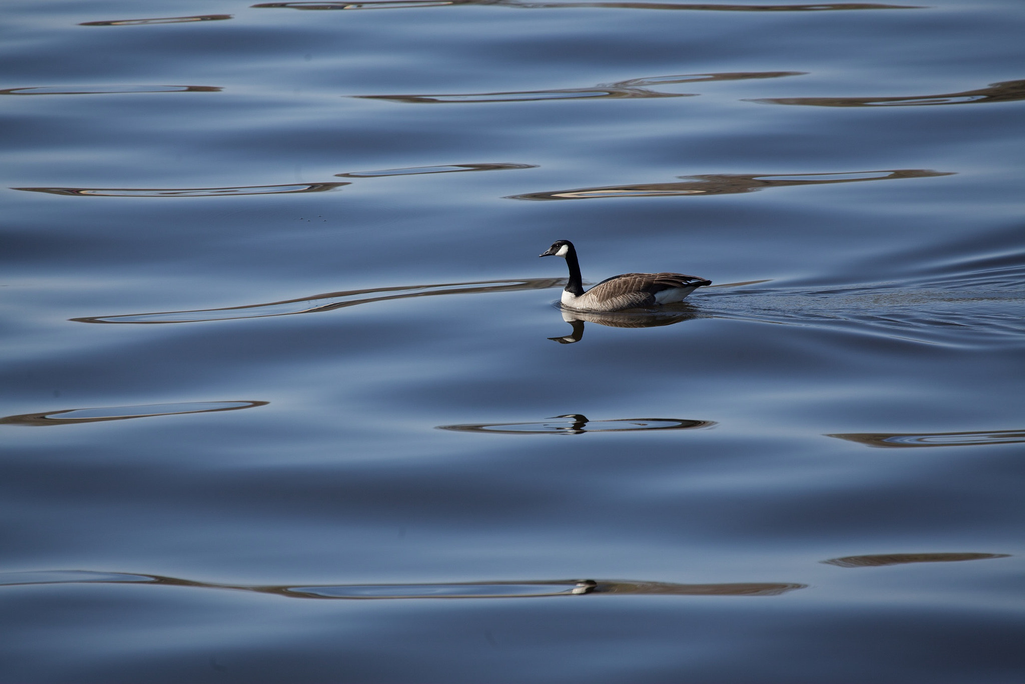 Canon EF 100-400mm F4.5-5.6L IS USM sample photo