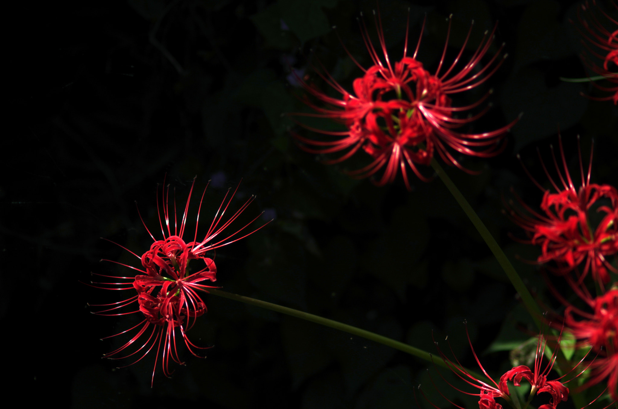 Pentax K-5 IIs + smc PENTAX-FA 135mm F2.8 [IF] sample photo. Sparkle - 煌めき photography