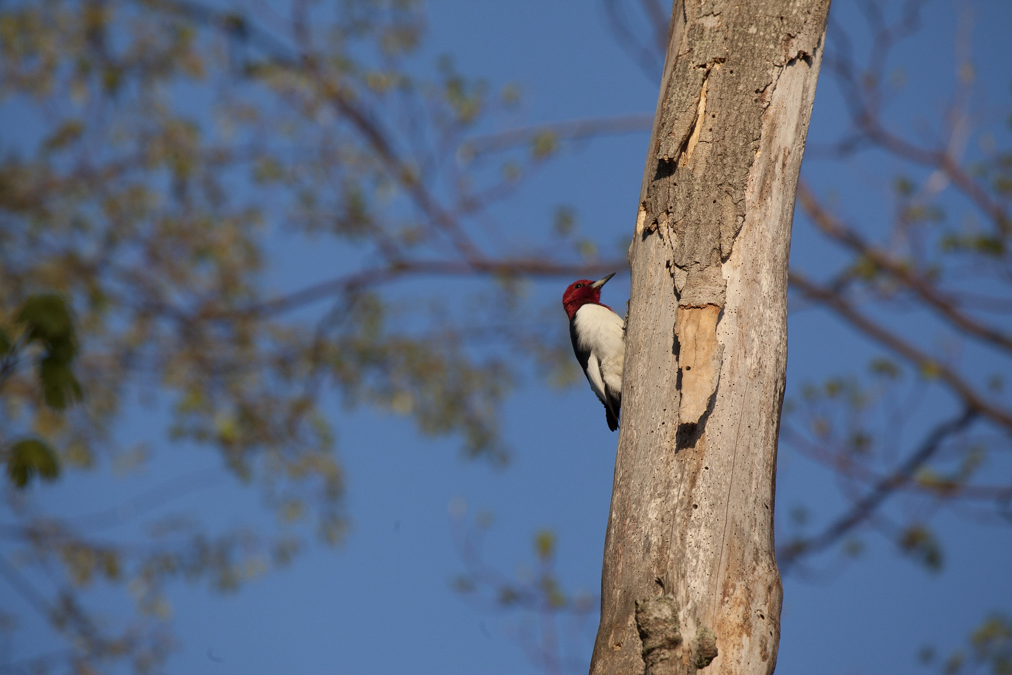 Canon EF 100-400mm F4.5-5.6L IS USM sample photo