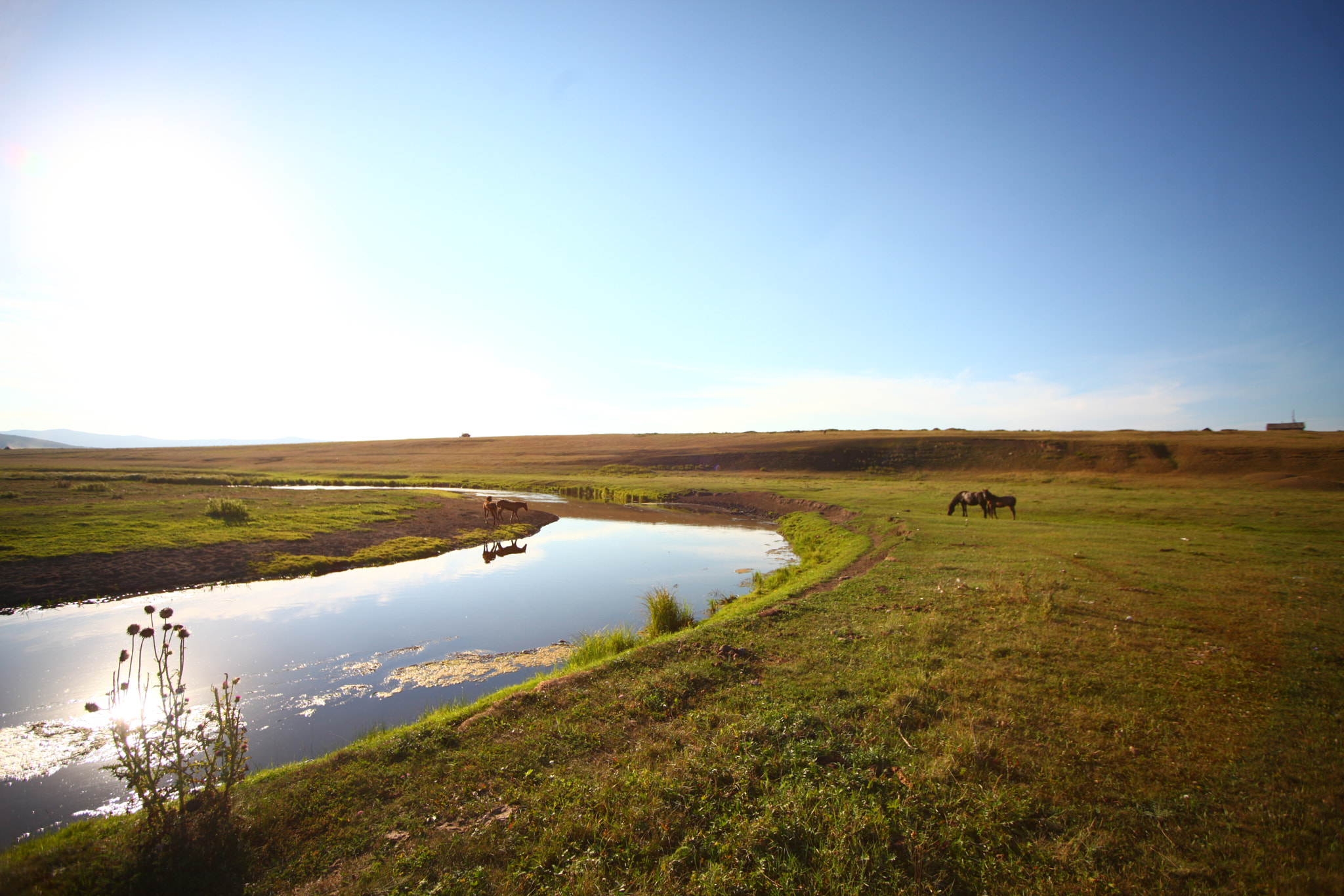 Sigma 15-30mm f/3.5-4.5 EX DG Aspherical sample photo. Лошадки photography