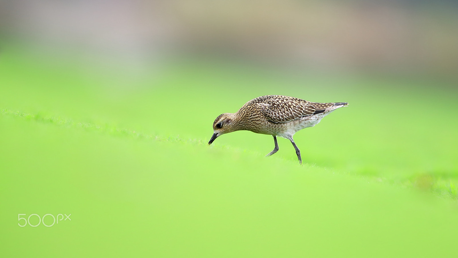 Canon EF 400mm F2.8L IS II USM sample photo. Bird photography
