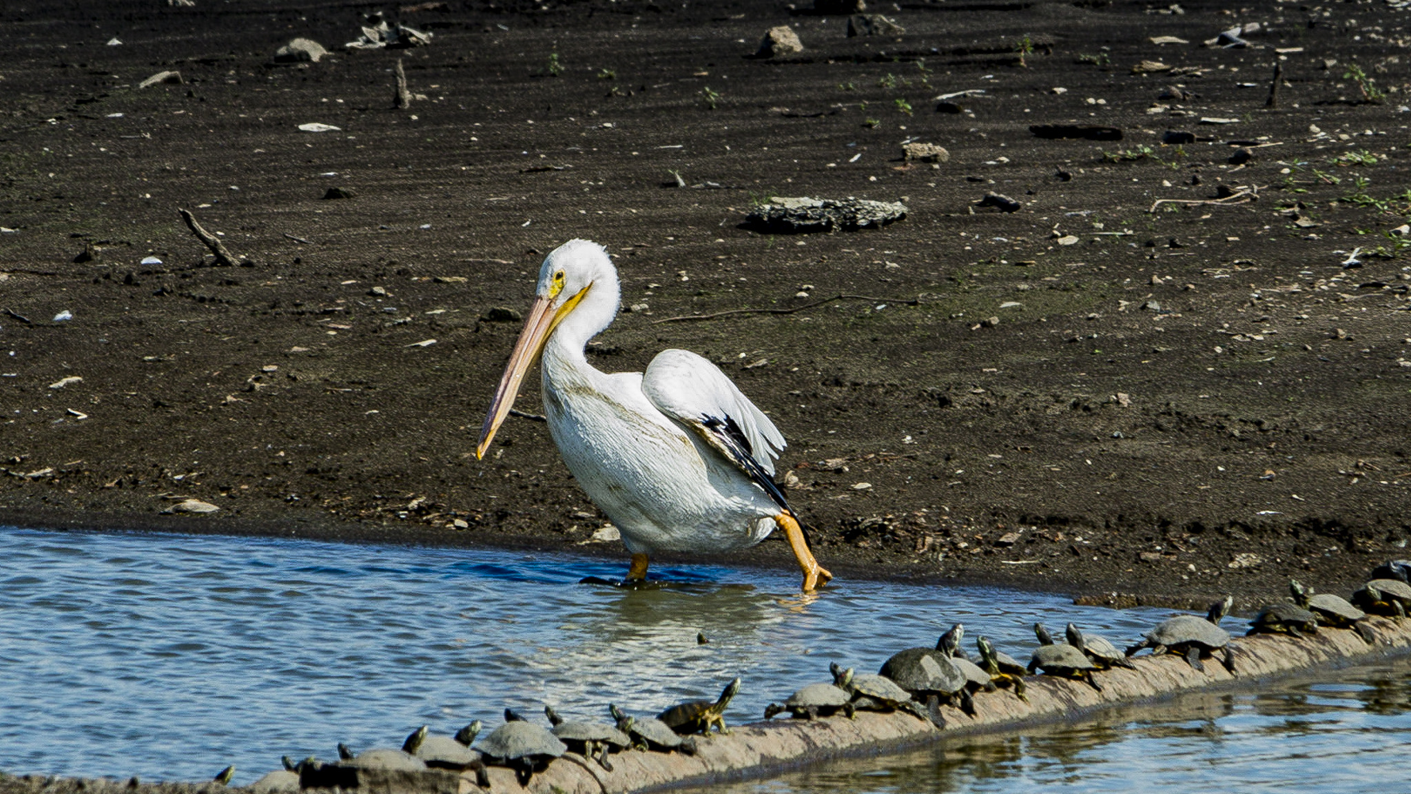 Sigma 150-500mm F5-6.3 DG OS HSM sample photo. Pelican and friends ii photography