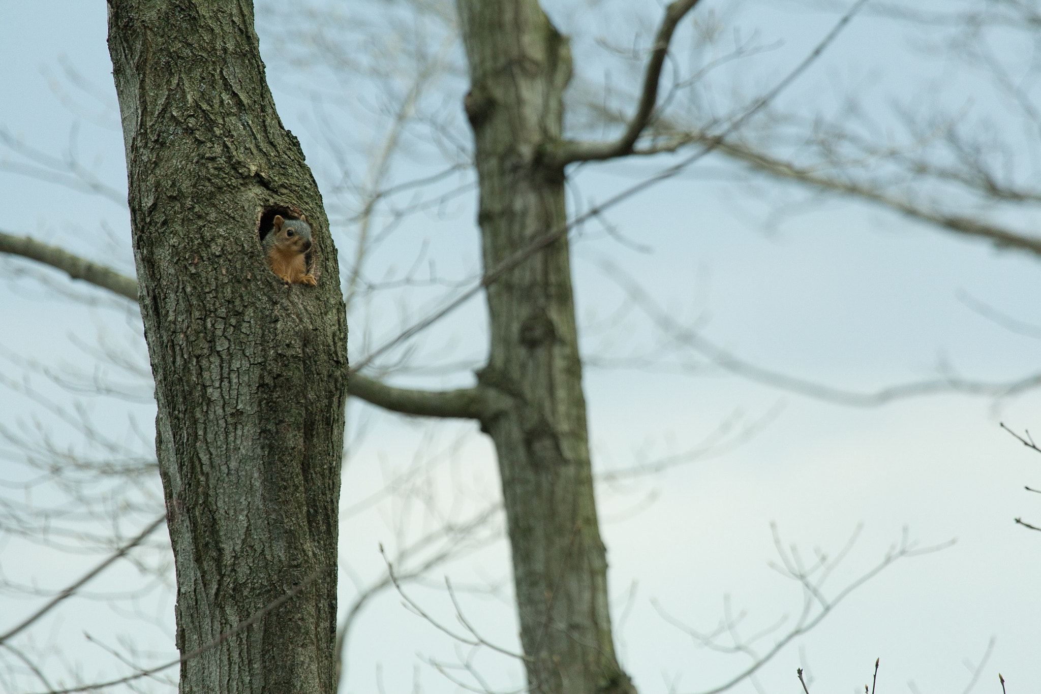 Canon EF 100-400mm F4.5-5.6L IS USM sample photo