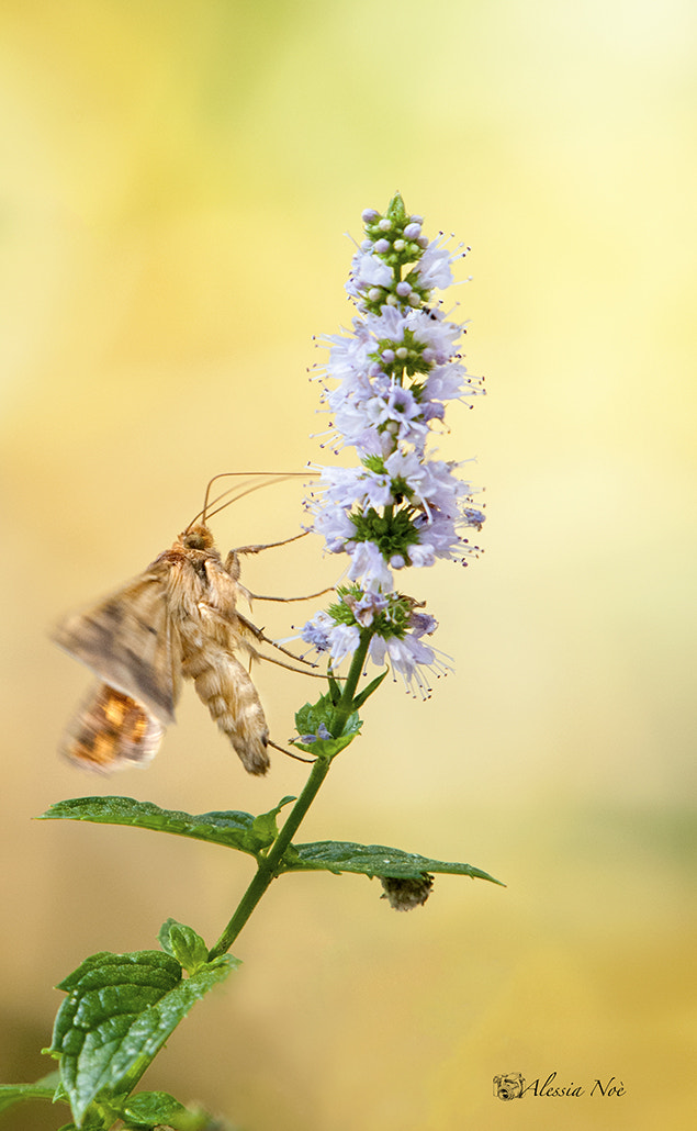 Nikon AF-S Nikkor 200-500mm F5.6E ED VR sample photo. Butterfly photography