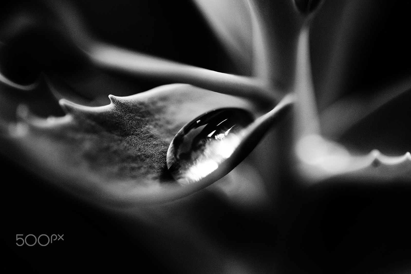 Nikon D3 sample photo. Drop of water photography