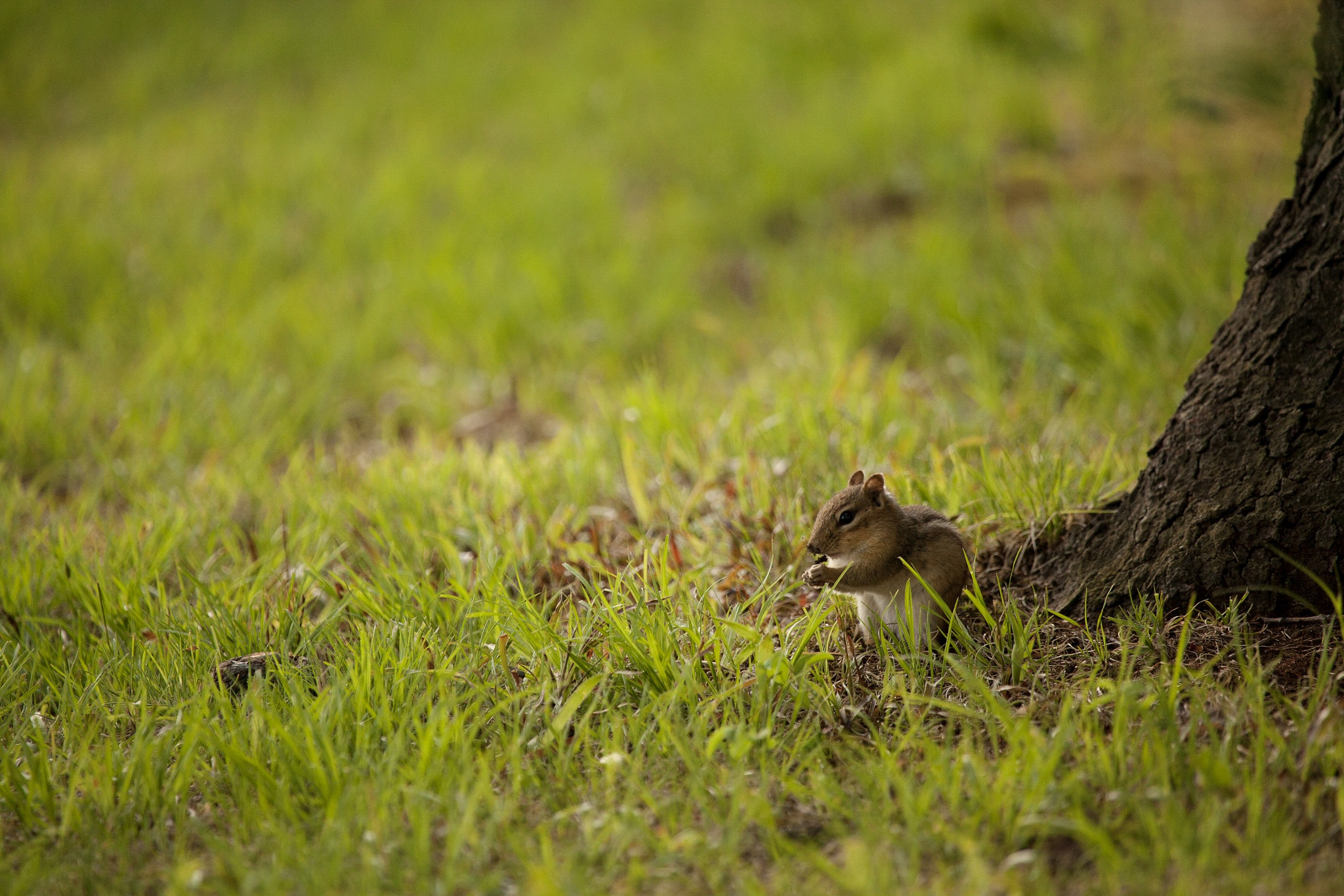Canon EF 100-400mm F4.5-5.6L IS USM sample photo