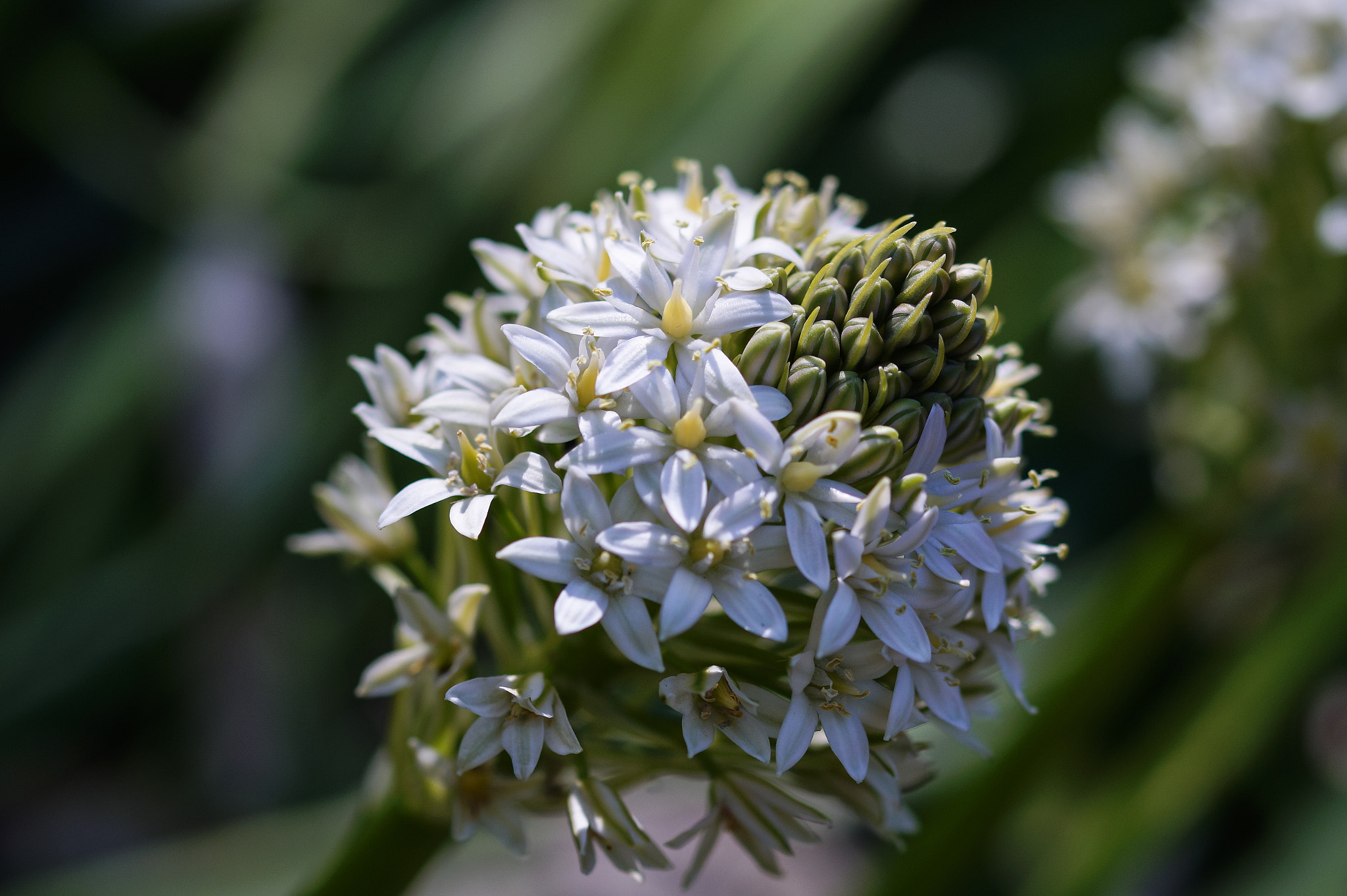Sony SLT-A58 + 105mm F2.8 sample photo. Abg_20160923_04 photography