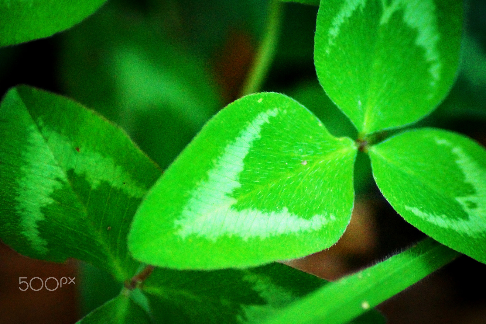 Sony SLT-A58 + Tamron Lens (255) sample photo. Clover photography