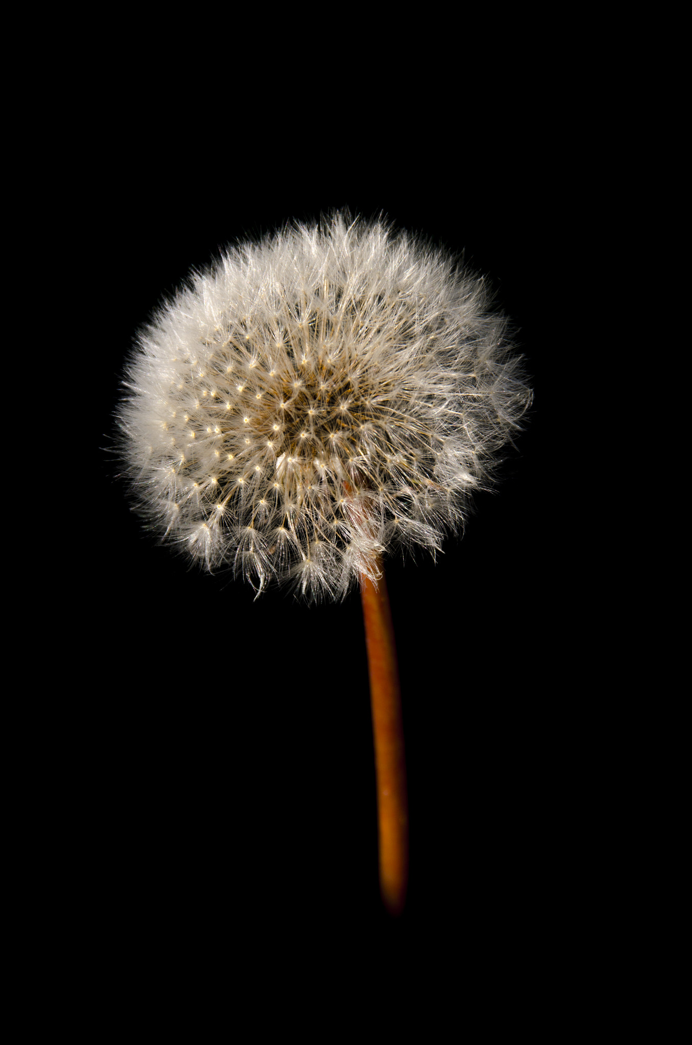 Sigma 18-200mm F3.5-6.3 II DC OS HSM sample photo. Karahindiba photography
