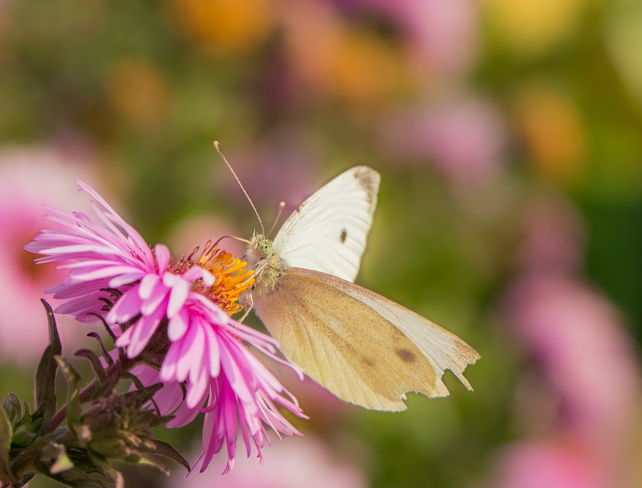 Canon EOS 80D + Canon EF 100mm F2.8L Macro IS USM sample photo. Butterfly in colors photography