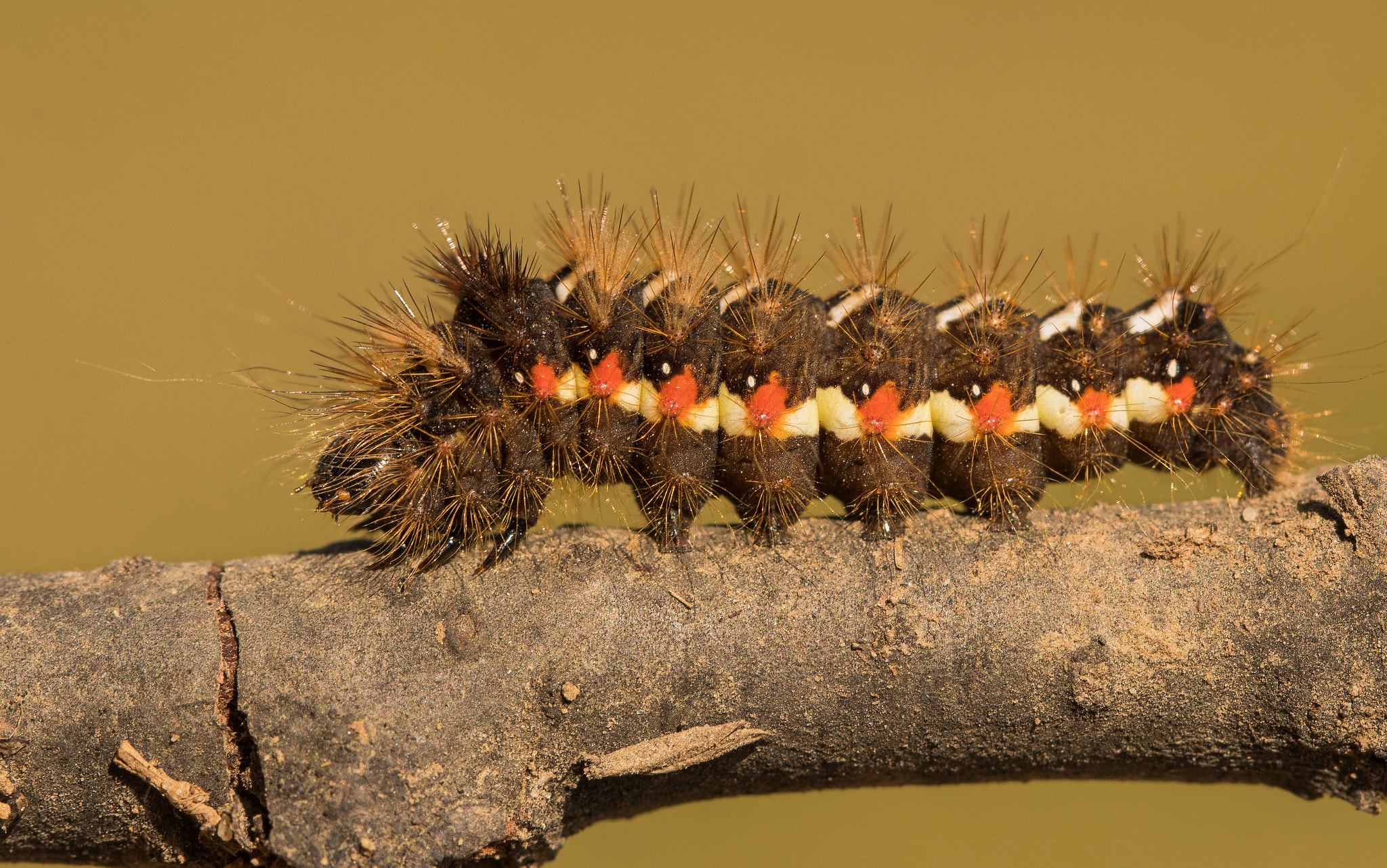 Canon EOS 80D + Canon EF 100mm F2.8L Macro IS USM sample photo. Caterpillar - acronicta rumicis photography