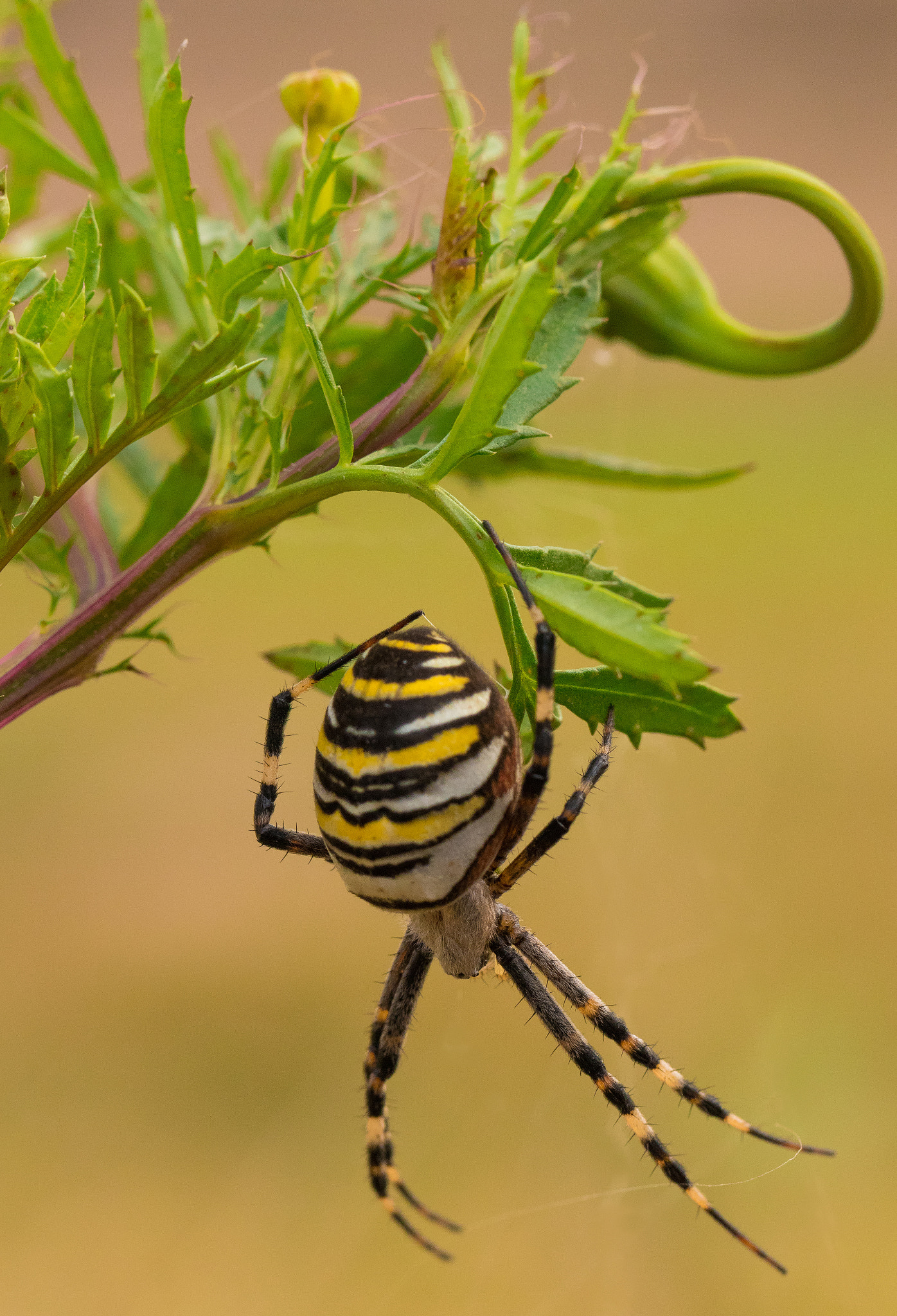 Canon EOS 80D + Canon EF 100mm F2.8L Macro IS USM sample photo. Spider - argiope bruennichi photography