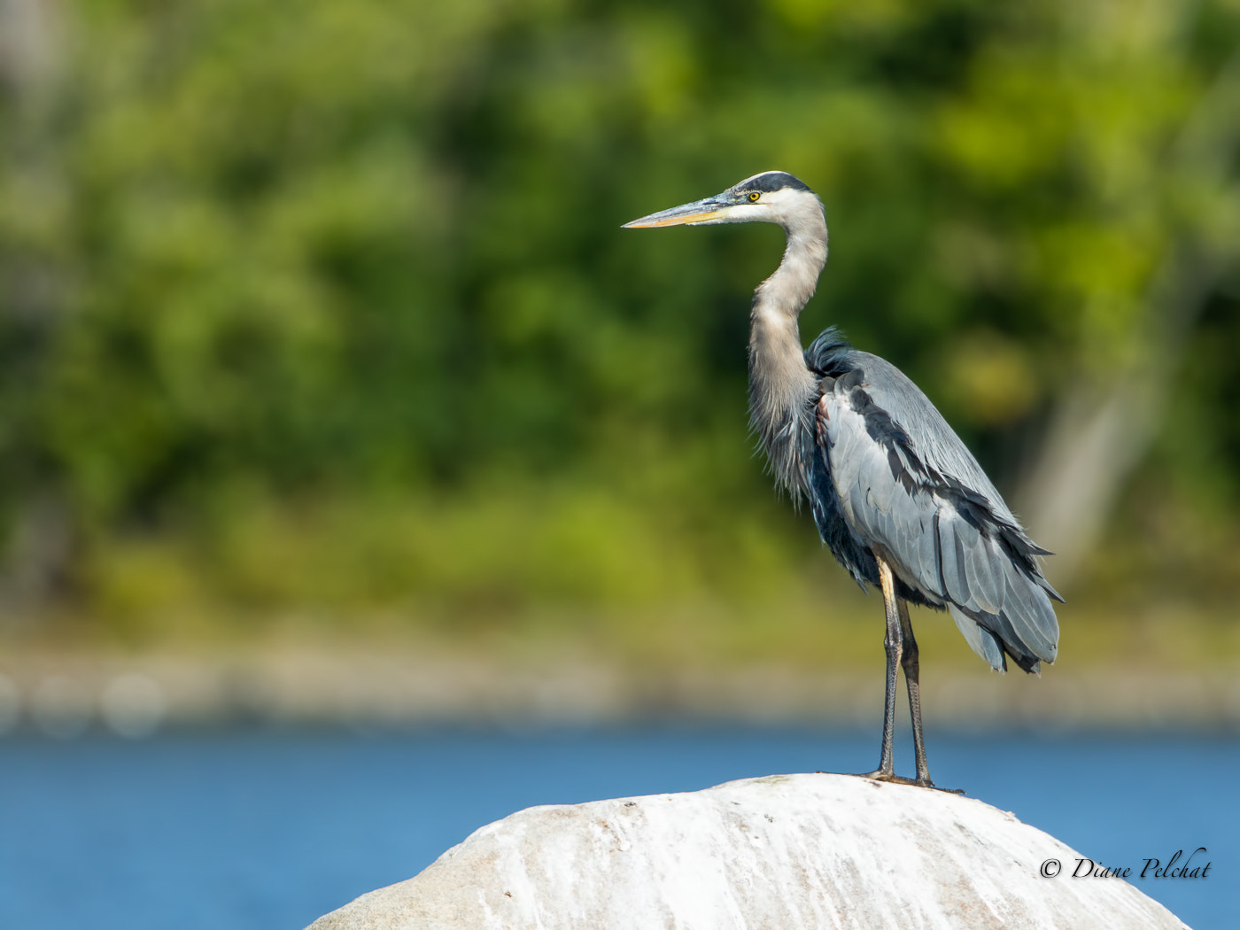 Canon EF 300mm F2.8L IS II USM sample photo. Hunting photography