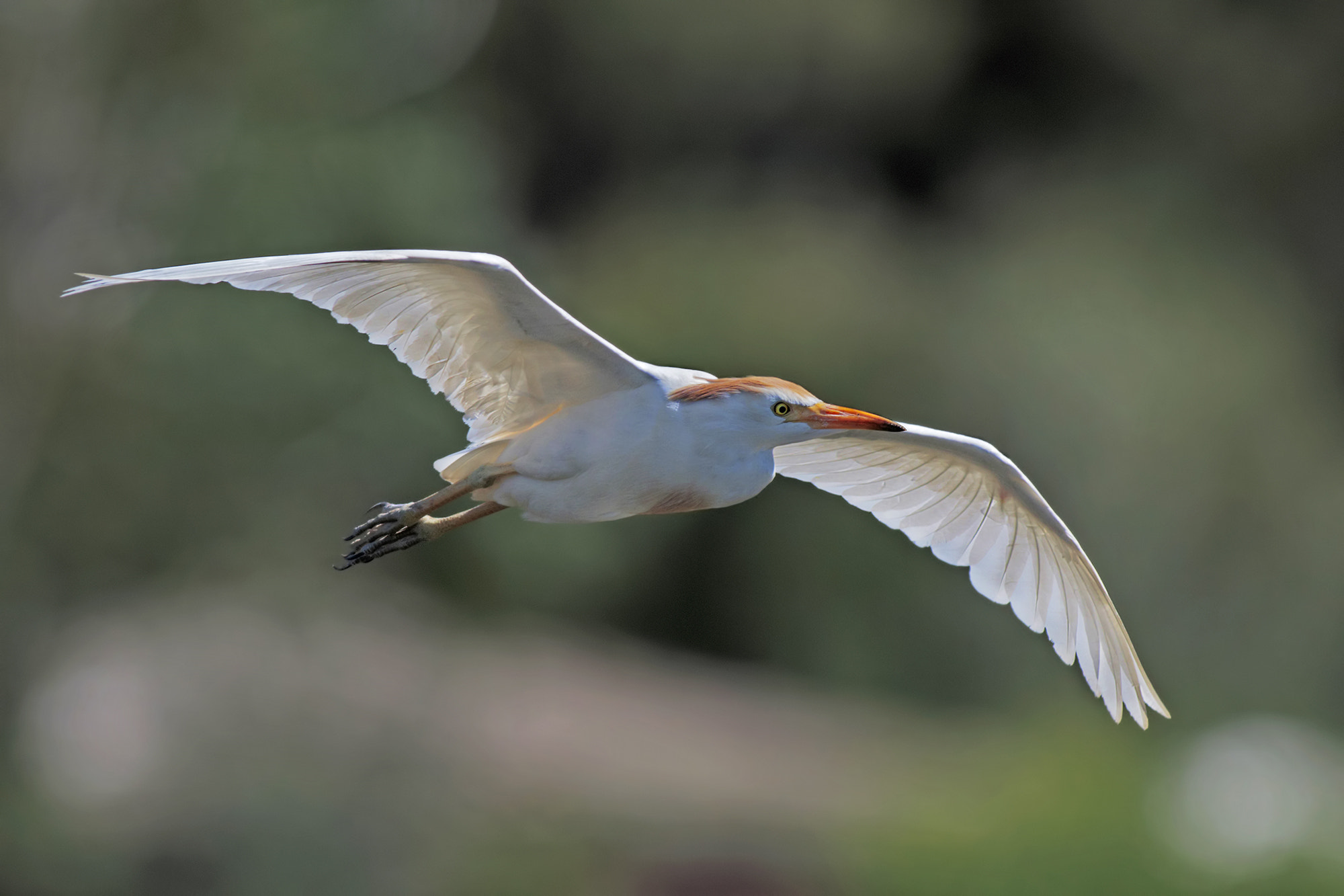 Canon EOS 7D Mark II sample photo. Cattle egret photography