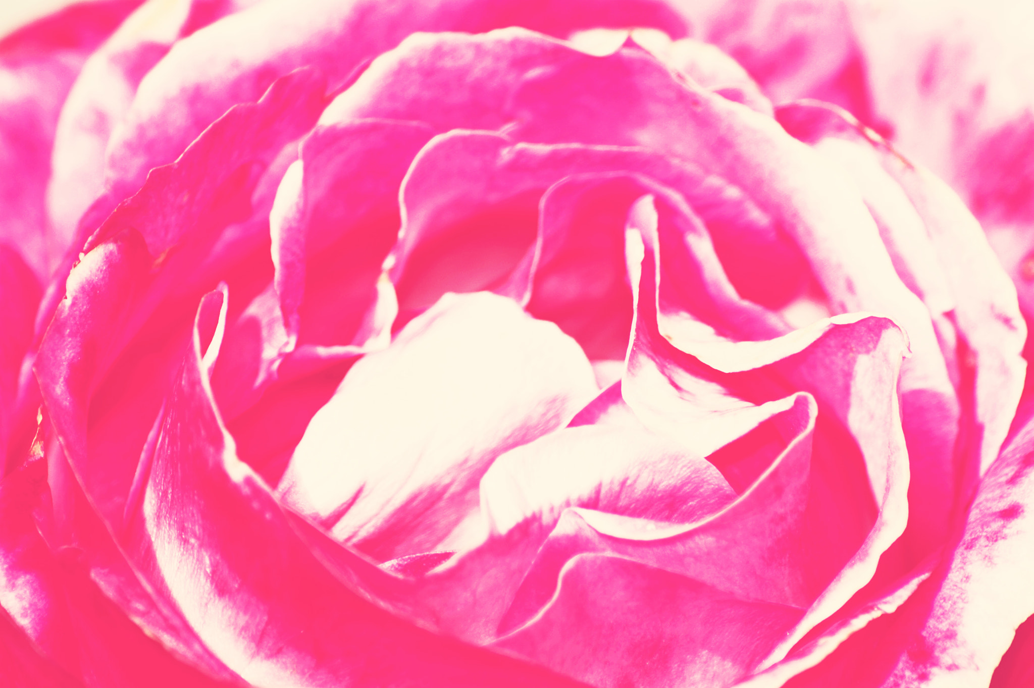 Sony SLT-A58 + Tamron Lens (255) sample photo. Pink rose photography