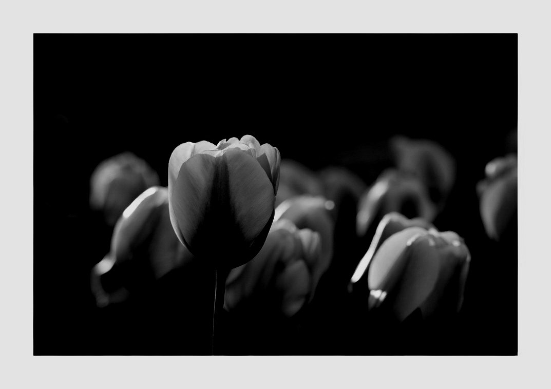 Canon EF 100-300mm F4.5-5.6 USM sample photo. Tulip photography