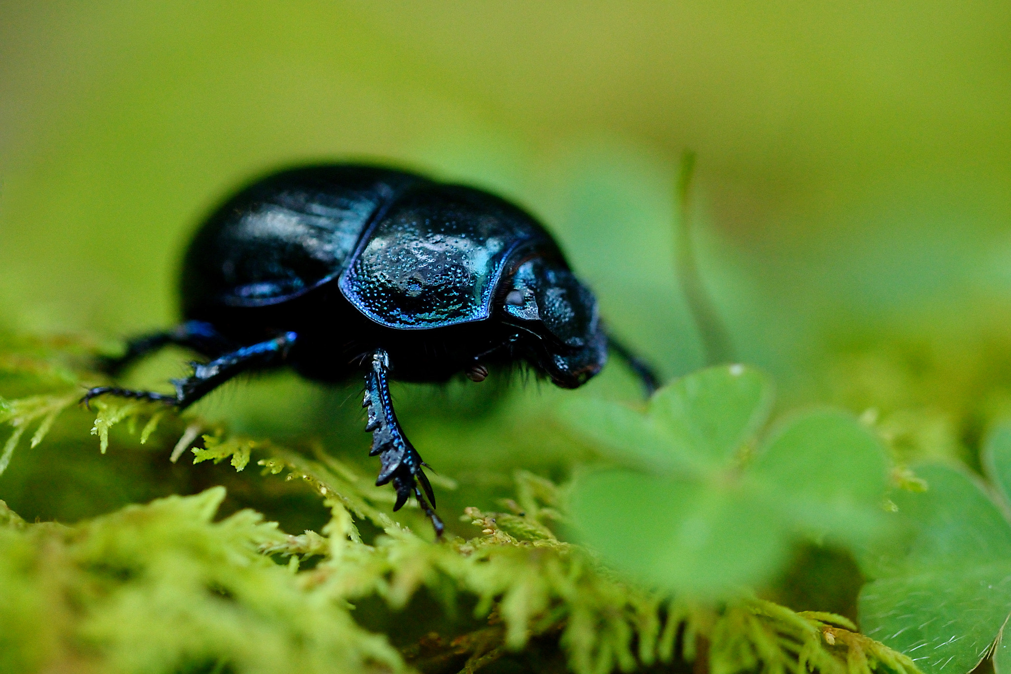 IX-Nikkor 30-60mm f/4-5.6 sample photo. The smallest knight photography