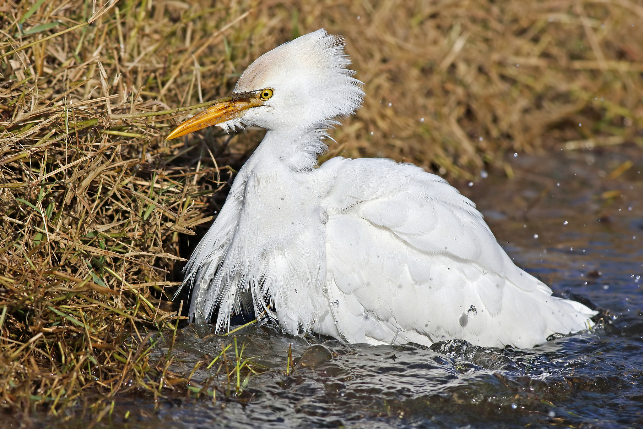 Canon EOS 7D Mark II sample photo. Cattle egret photography