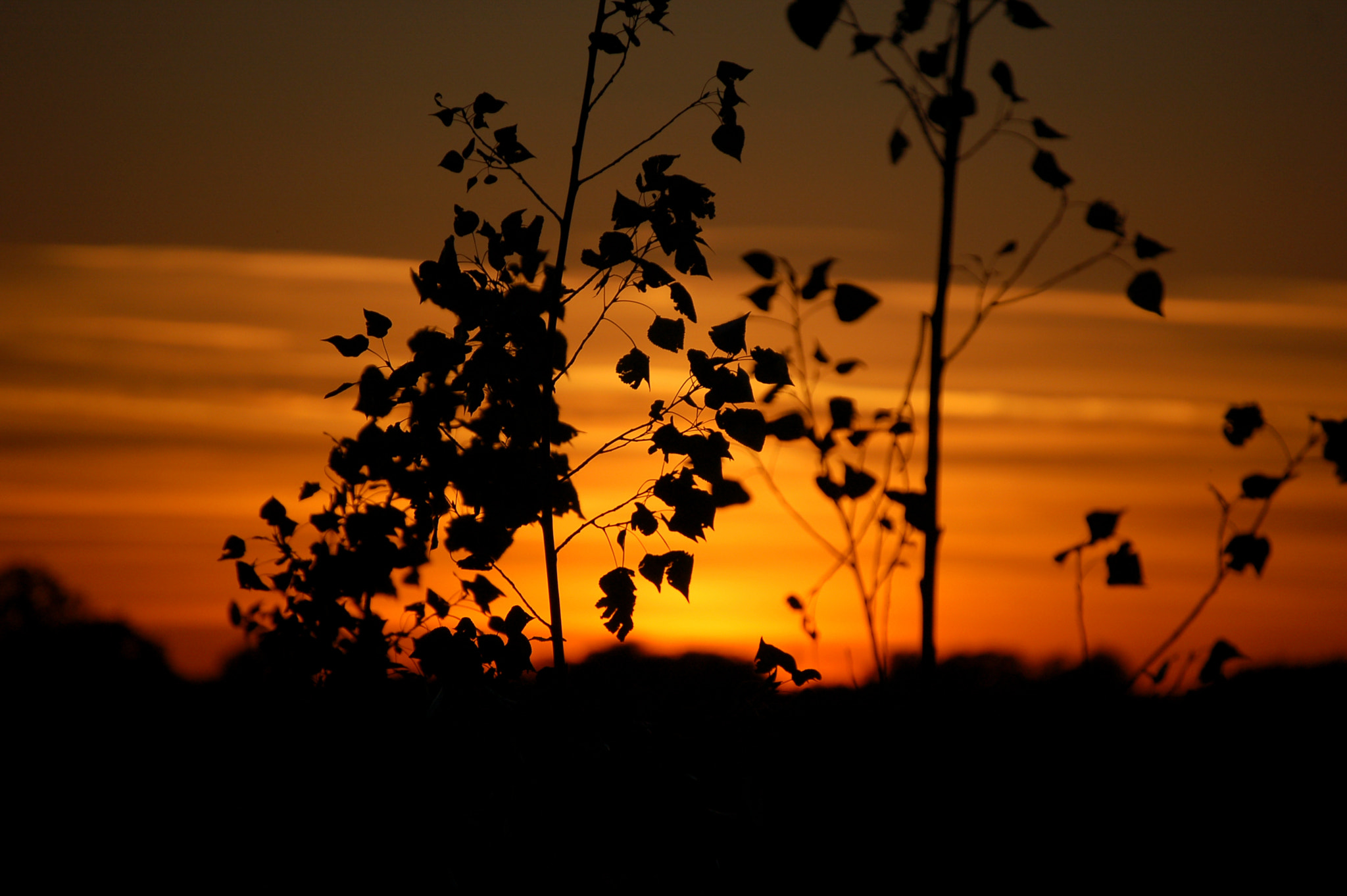 Nikon D50 sample photo. Sunset in a tree photography