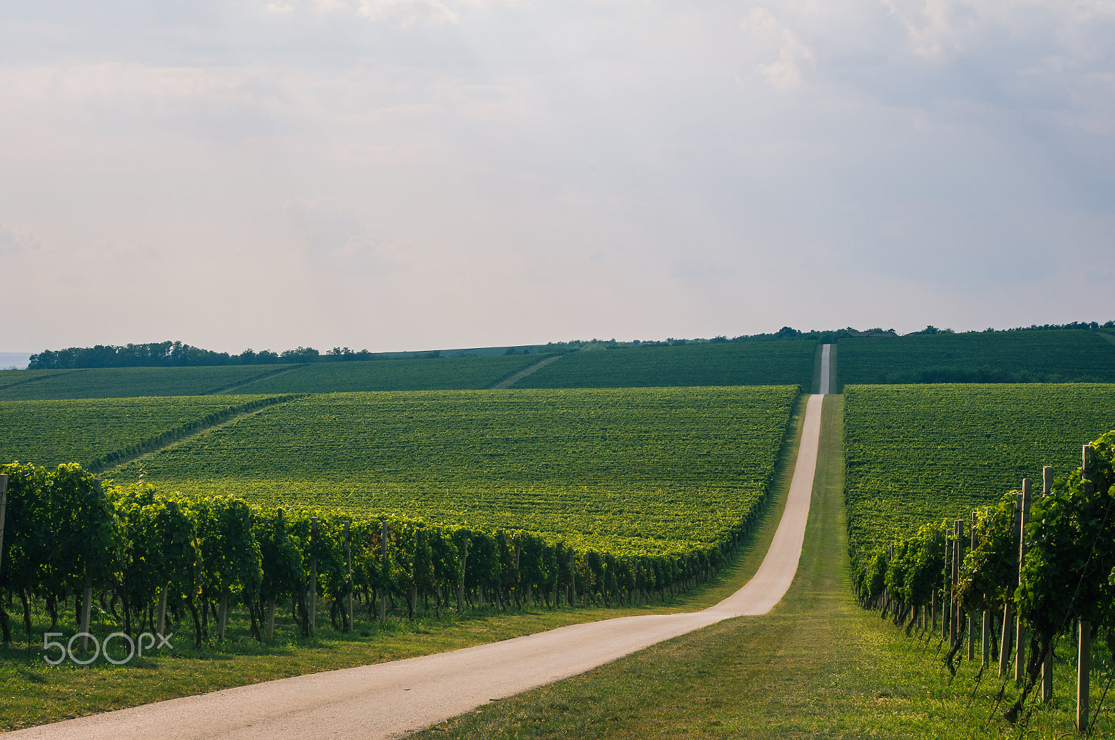 Pentax smc DA 18-55mm F3.5-5.6 AL WR sample photo. Vineyards photography