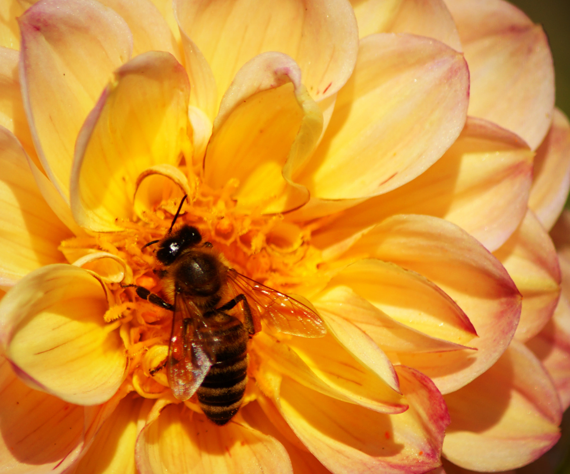 Sony SLT-A58 + Tamron Lens (255) sample photo. Wasp #2 photography