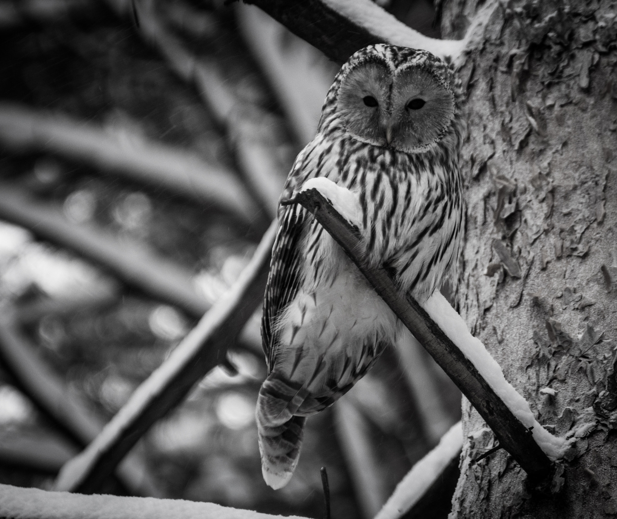 Tamron SP 35mm F1.8 Di VC USD sample photo. Owl photography