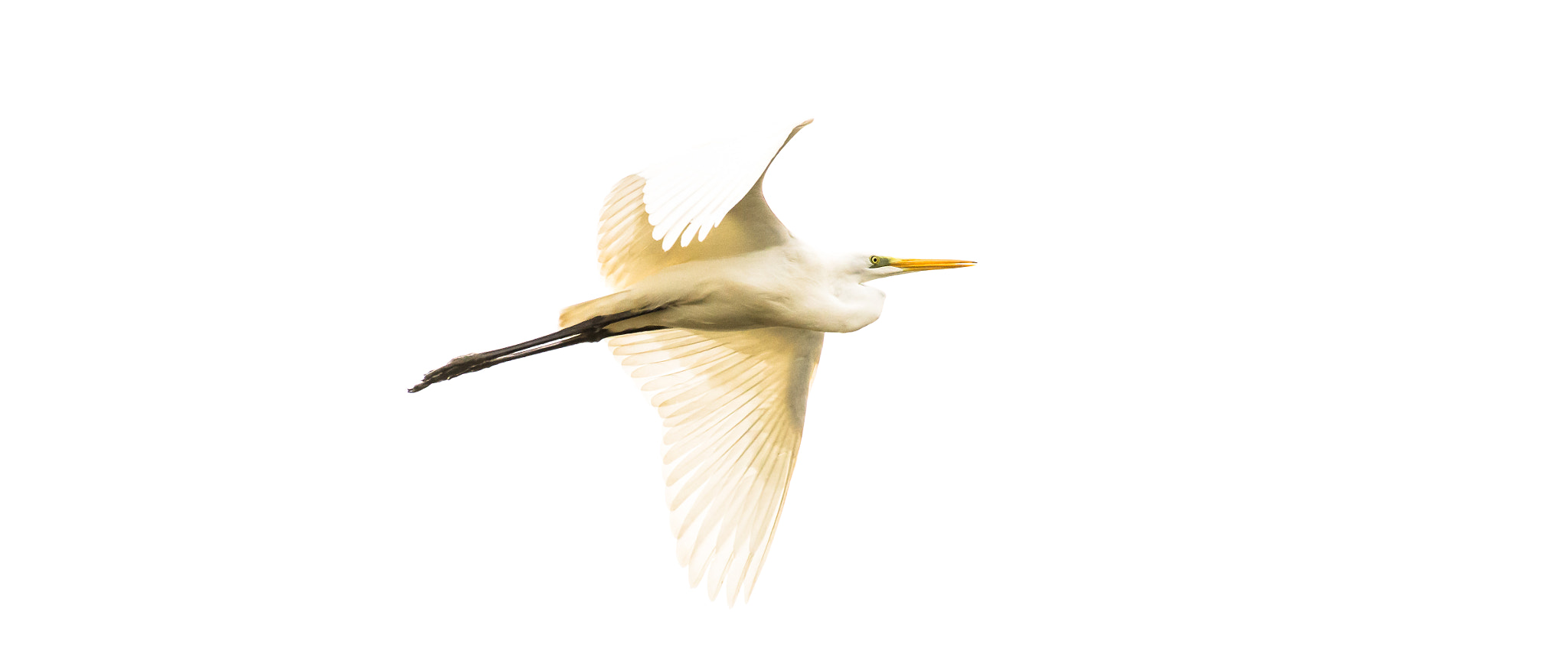 Nikon AF-S Nikkor 200-500mm F5.6E ED VR sample photo. Grande aigrette photography