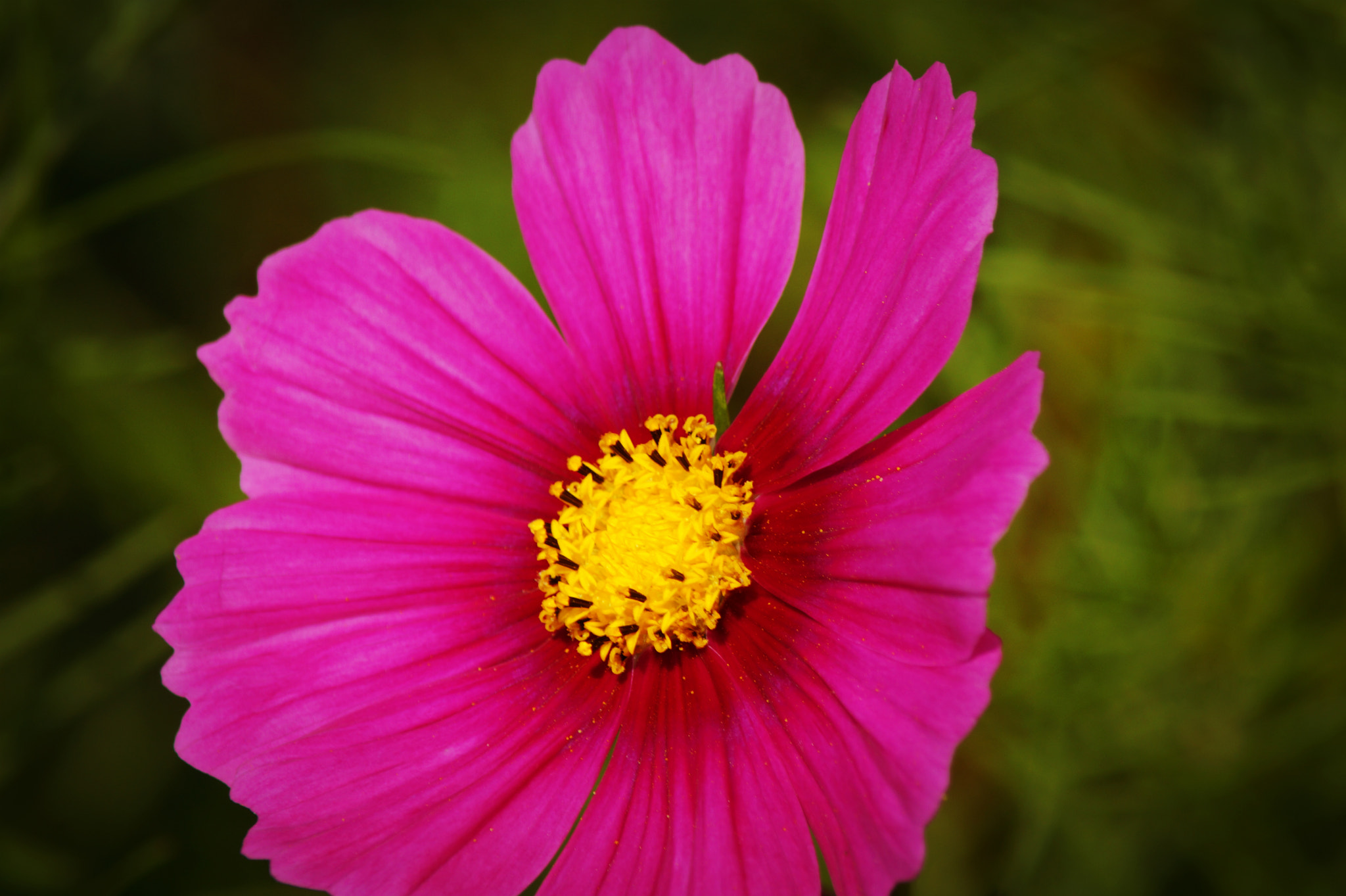 Sony SLT-A58 + Tamron Lens (255) sample photo. Flower #9 photography