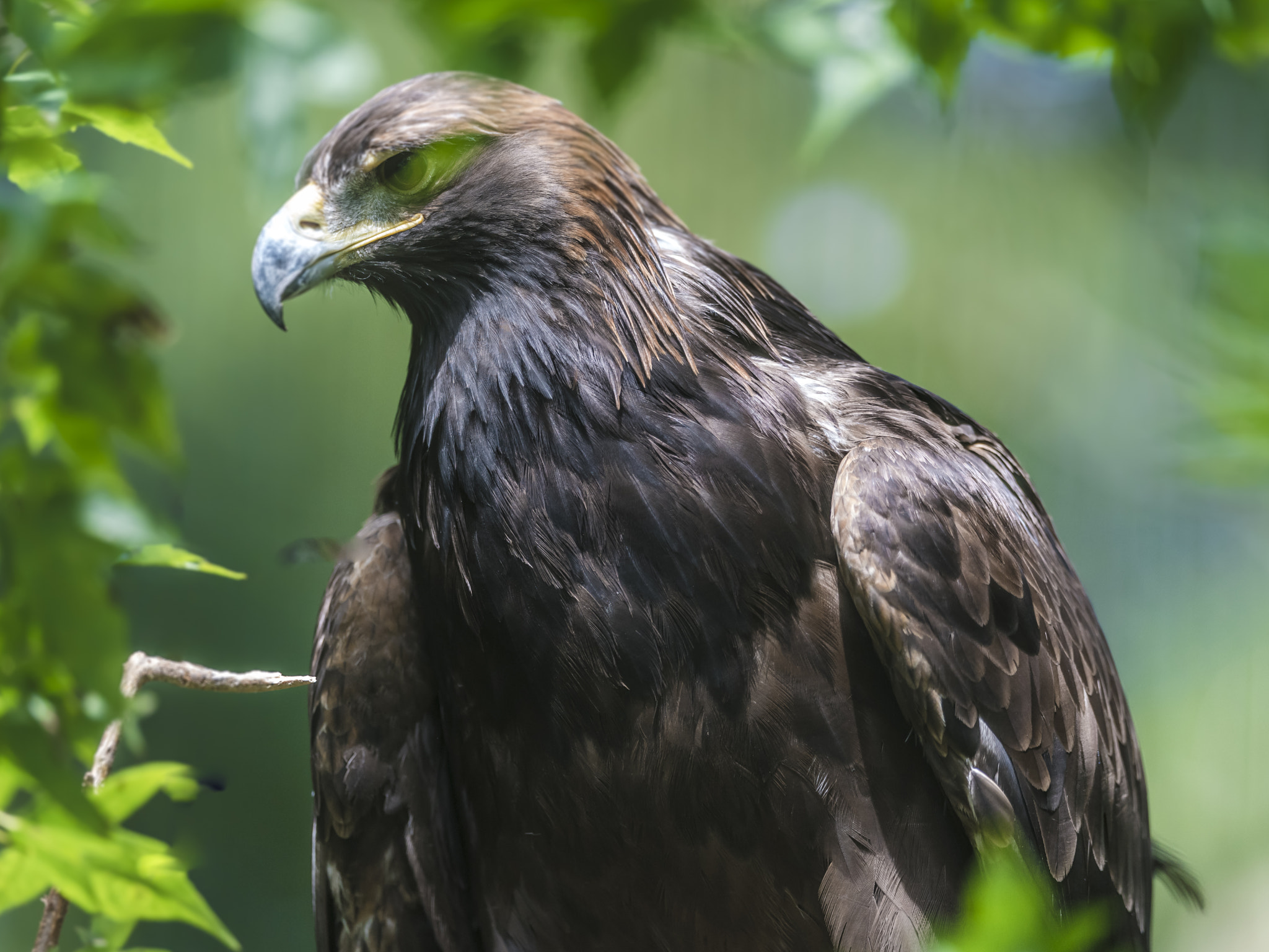 Nikon AF-S Nikkor 400mm F2.8E FL ED VR sample photo. An eagle photography
