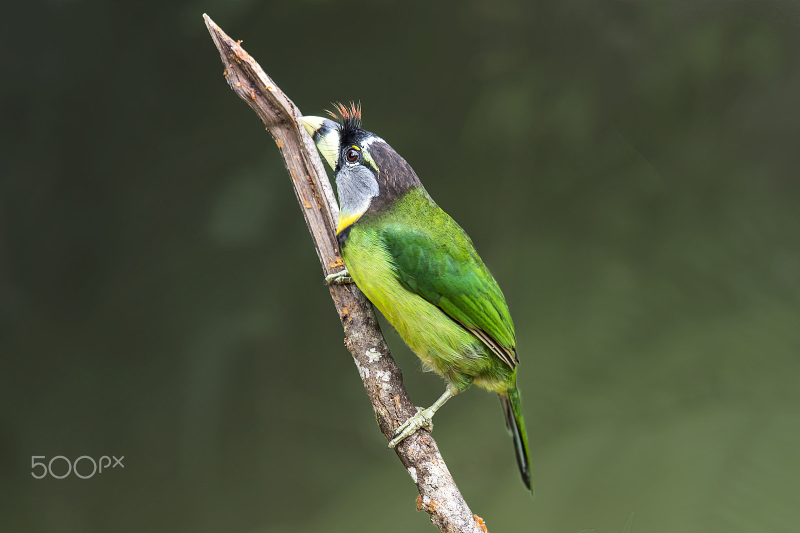 Nikon D4 sample photo. Fire tufted barbet photography