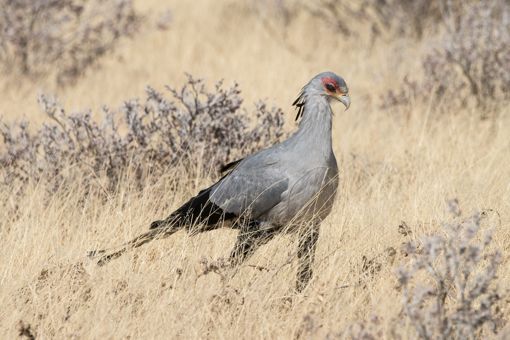 Sony 70-400mm F4-5.6 G SSM II sample photo. Secretary bird, etosha, namibia photography