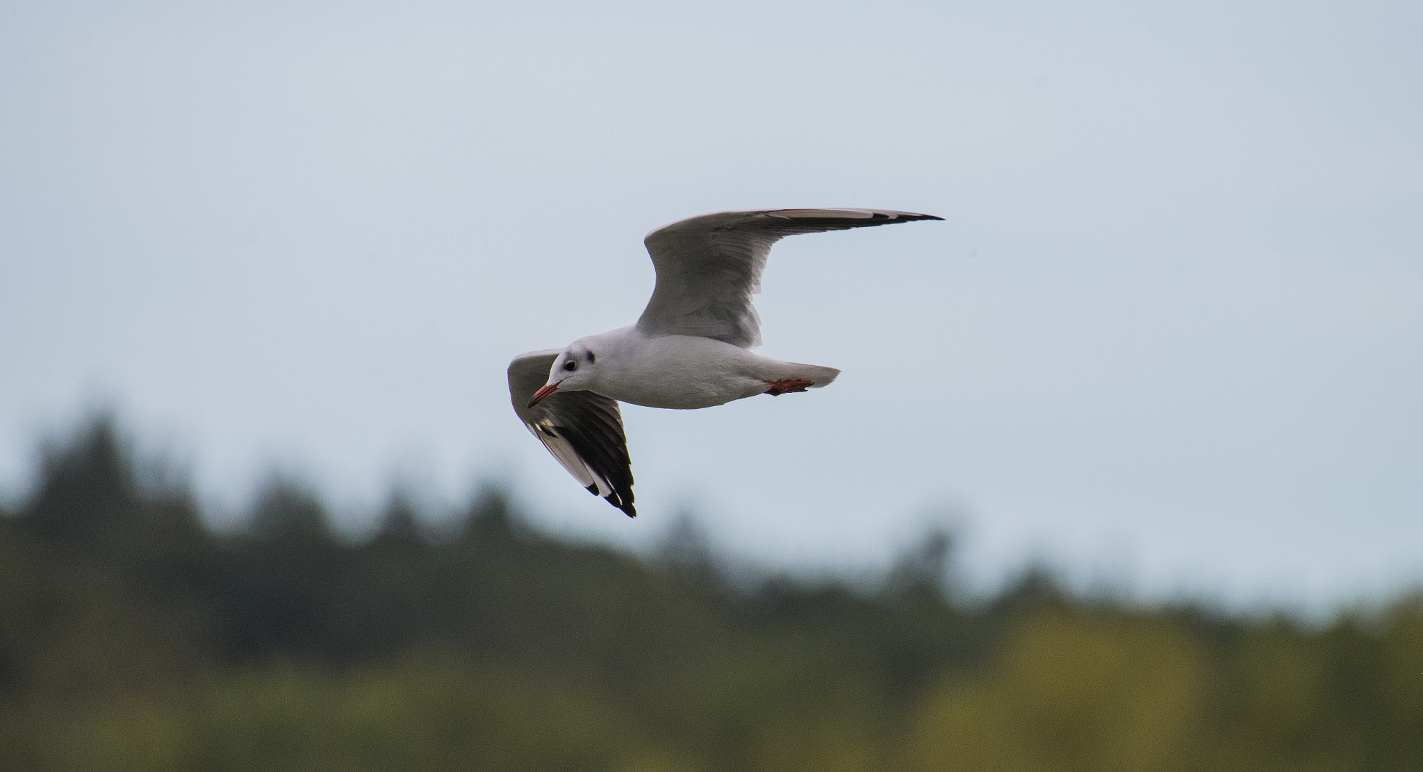 Nikon AF-S Nikkor 200-500mm F5.6E ED VR sample photo. Mouette photography