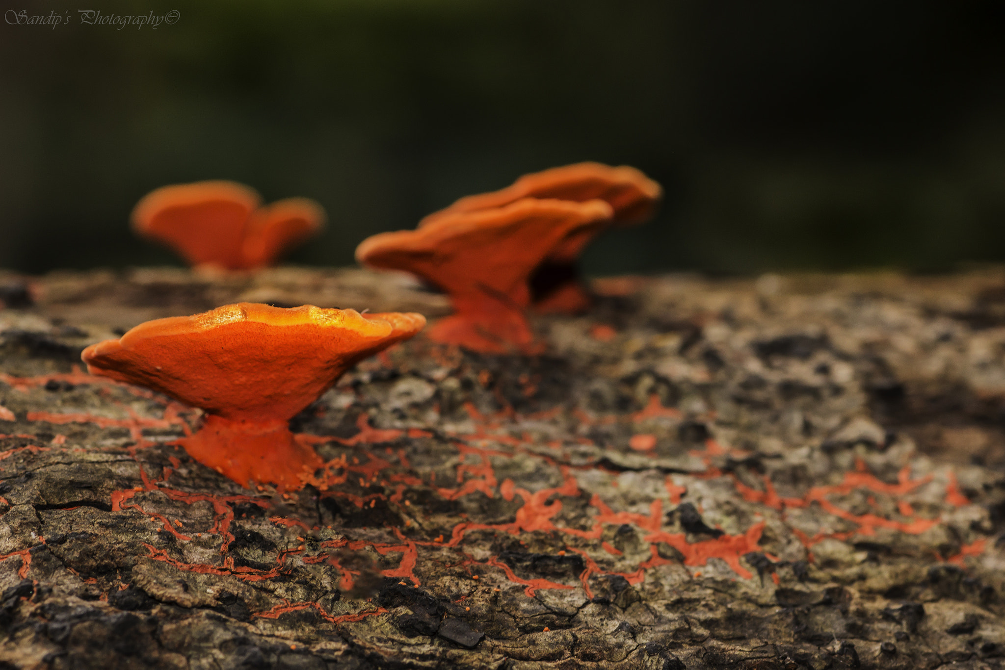 Canon EOS 600D (Rebel EOS T3i / EOS Kiss X5) + Tamron SP AF 90mm F2.8 Di Macro sample photo. Orange bracket fungus..... photography