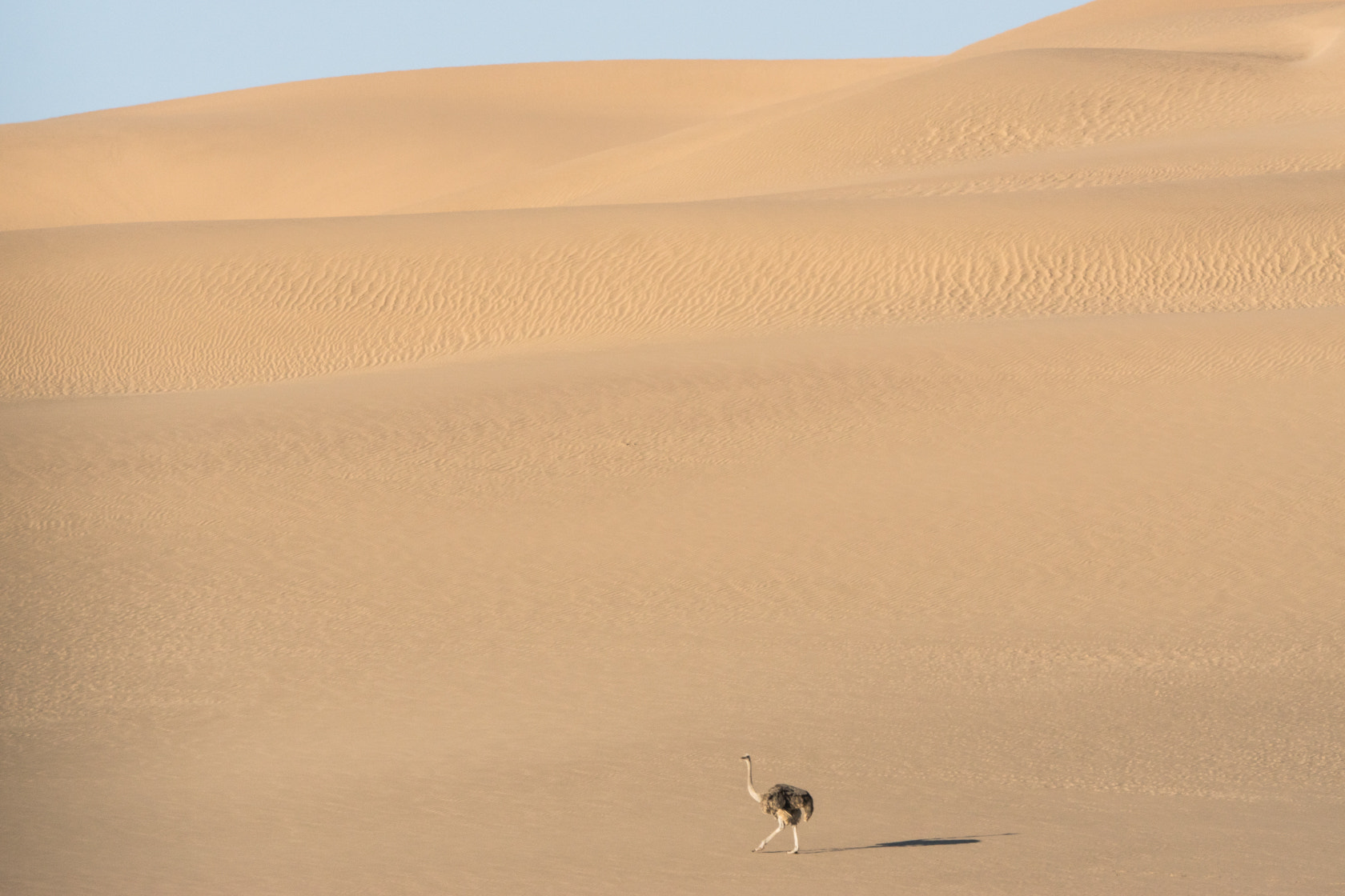 Sony ILCA-77M2 + Sony 70-400mm F4-5.6 G SSM II sample photo. Ostrich, skeleton coast, namibia photography