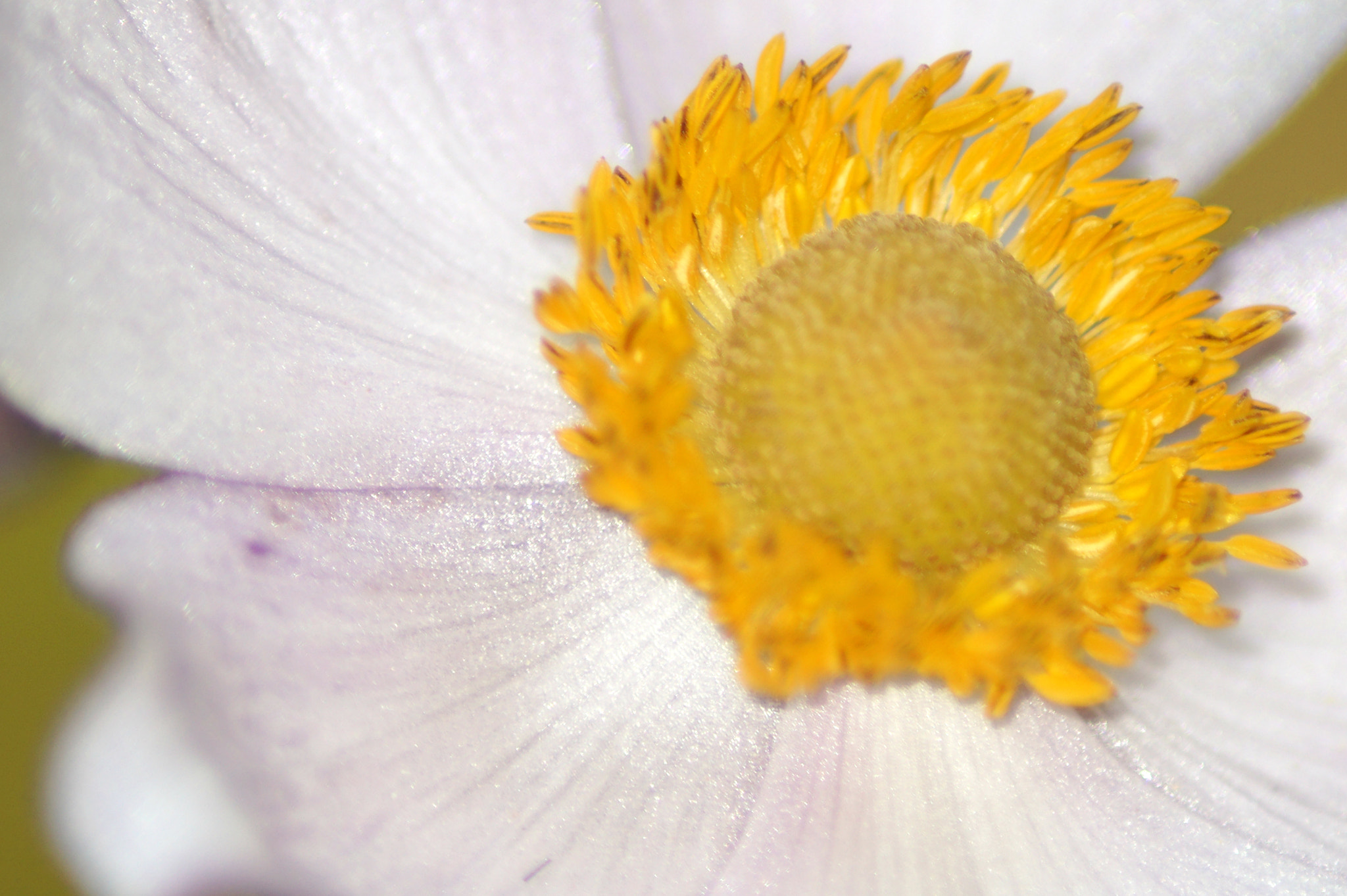 Sony SLT-A58 + Tamron Lens (255) sample photo. Flower #10 photography