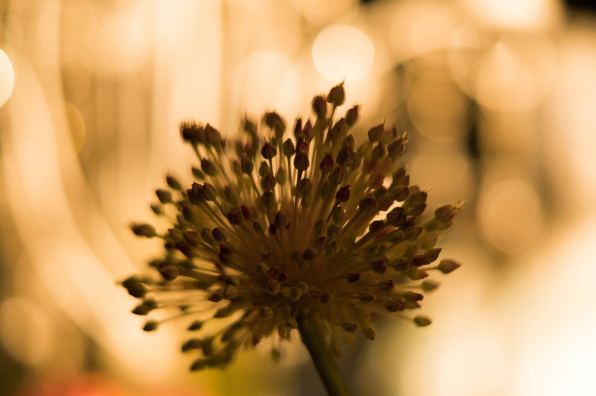 Sony SLT-A37 + Sony DT 50mm F1.8 SAM sample photo