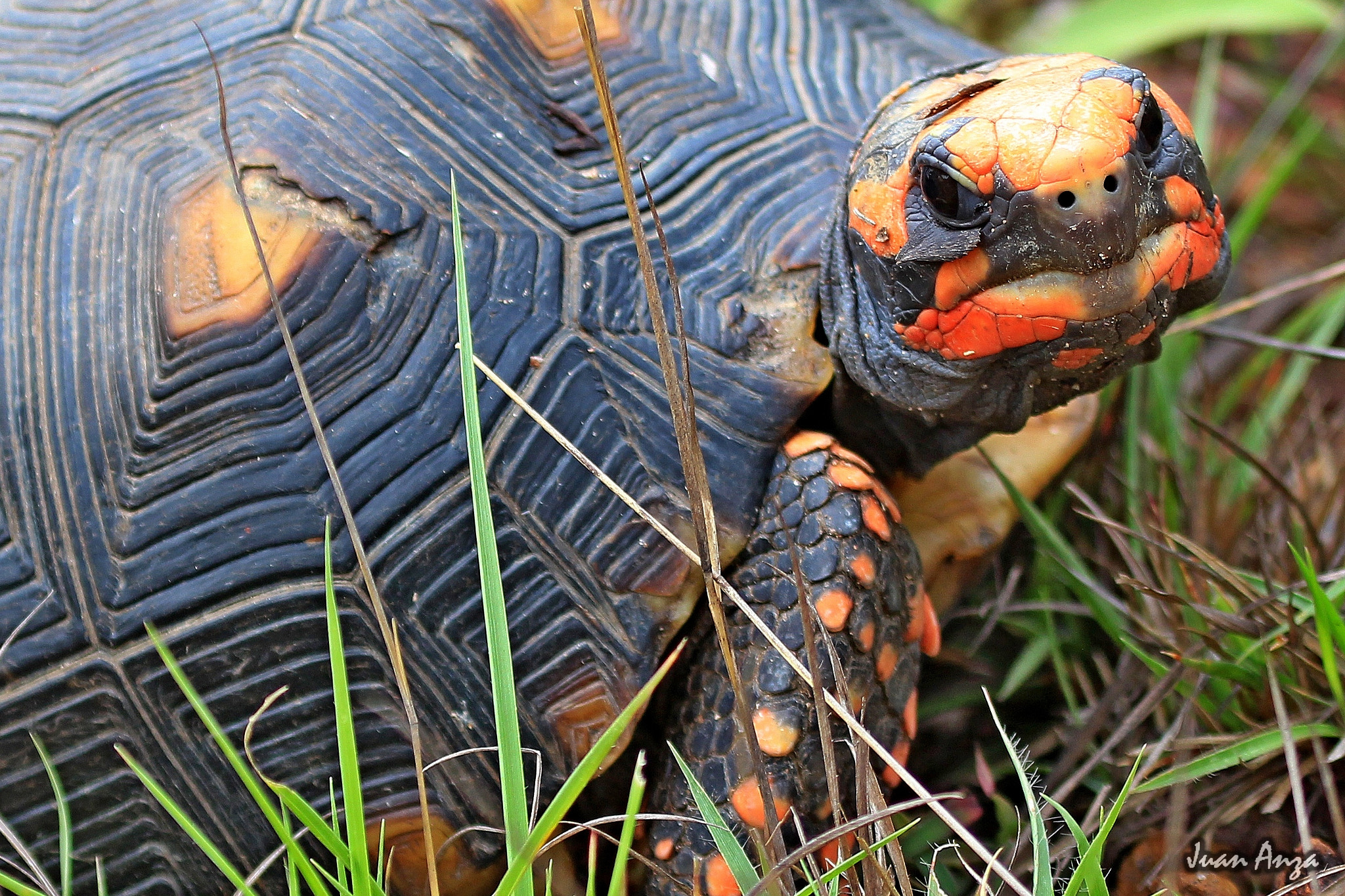 Canon EF 100-400mm F4.5-5.6L IS USM sample photo. Red-footed tortoise photography
