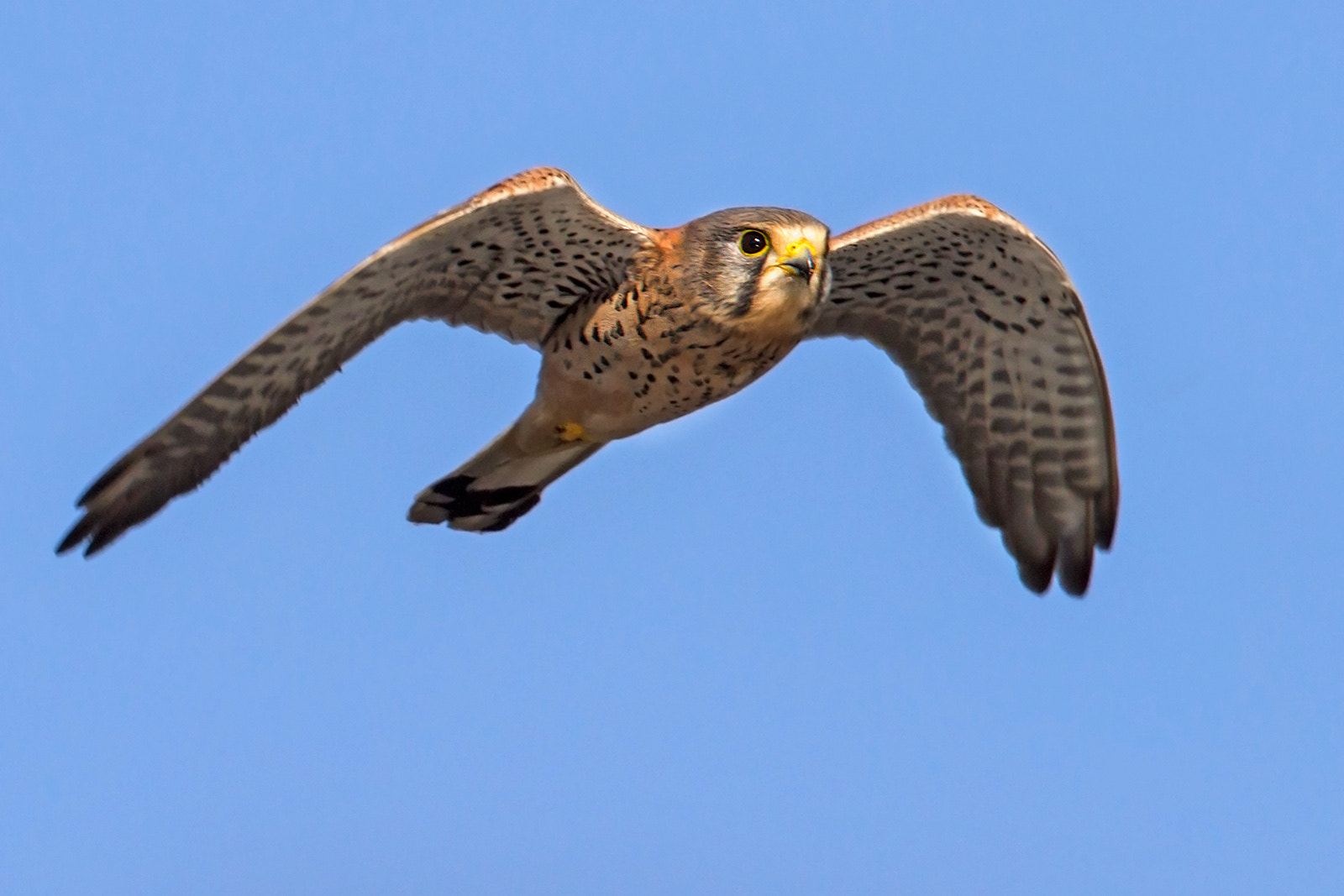 Canon EF 300mm F2.8L IS II USM sample photo. Kestrel photography