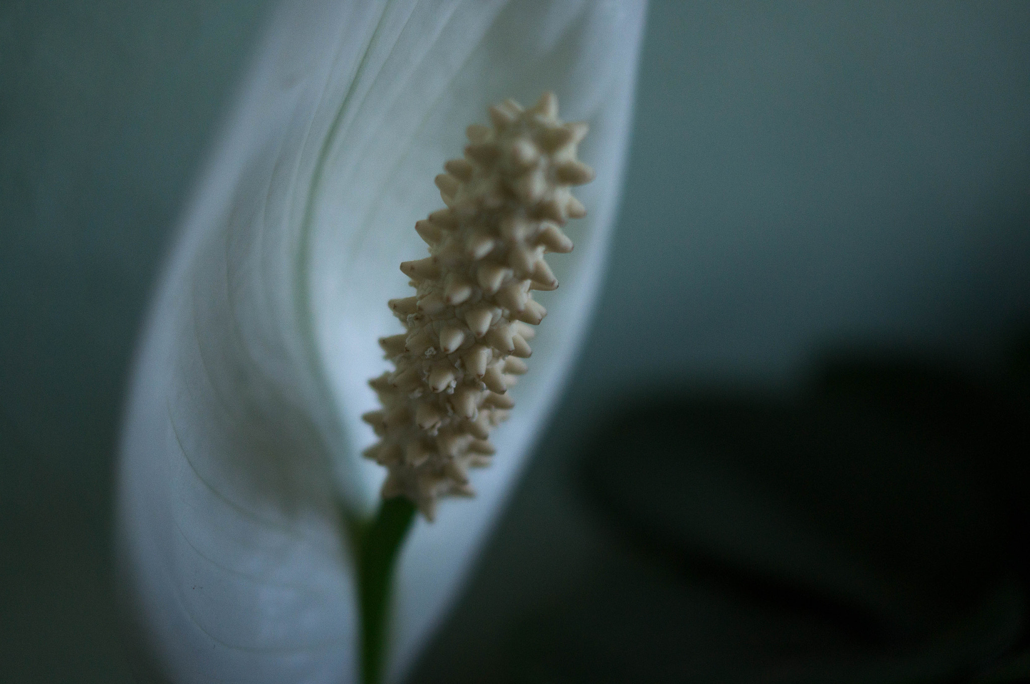 Sony SLT-A37 + Sony DT 30mm F2.8 Macro SAM sample photo