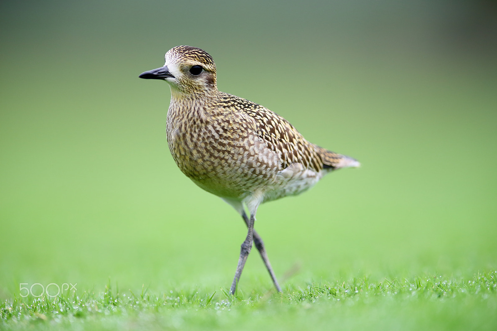 Canon EF 400mm F2.8L IS II USM sample photo. Bird photography