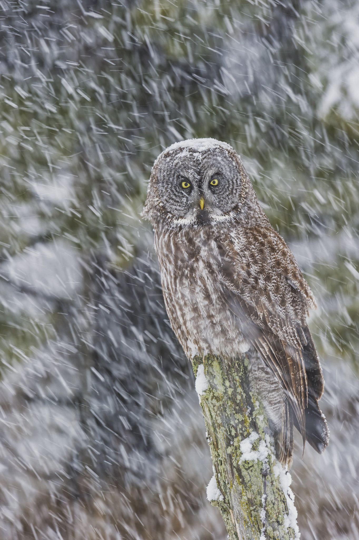 Nikon AF-S Nikkor 400mm F2.8G ED VR II sample photo. Winter is coming... photography