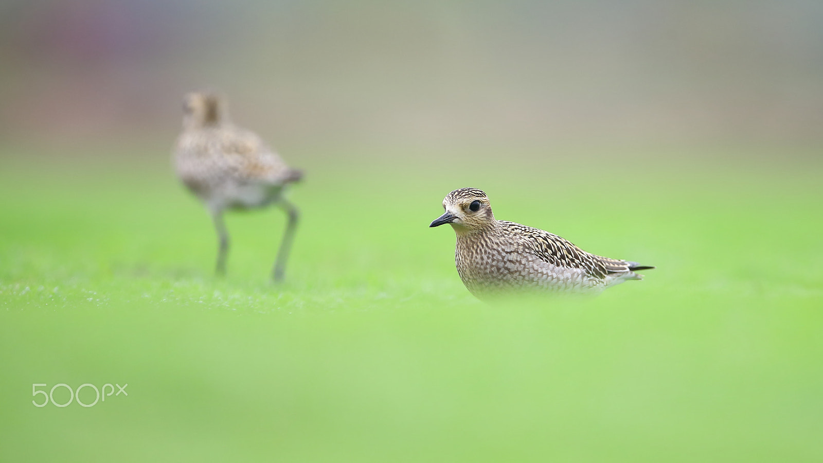 Canon EF 400mm F2.8L IS II USM sample photo. Bird photography