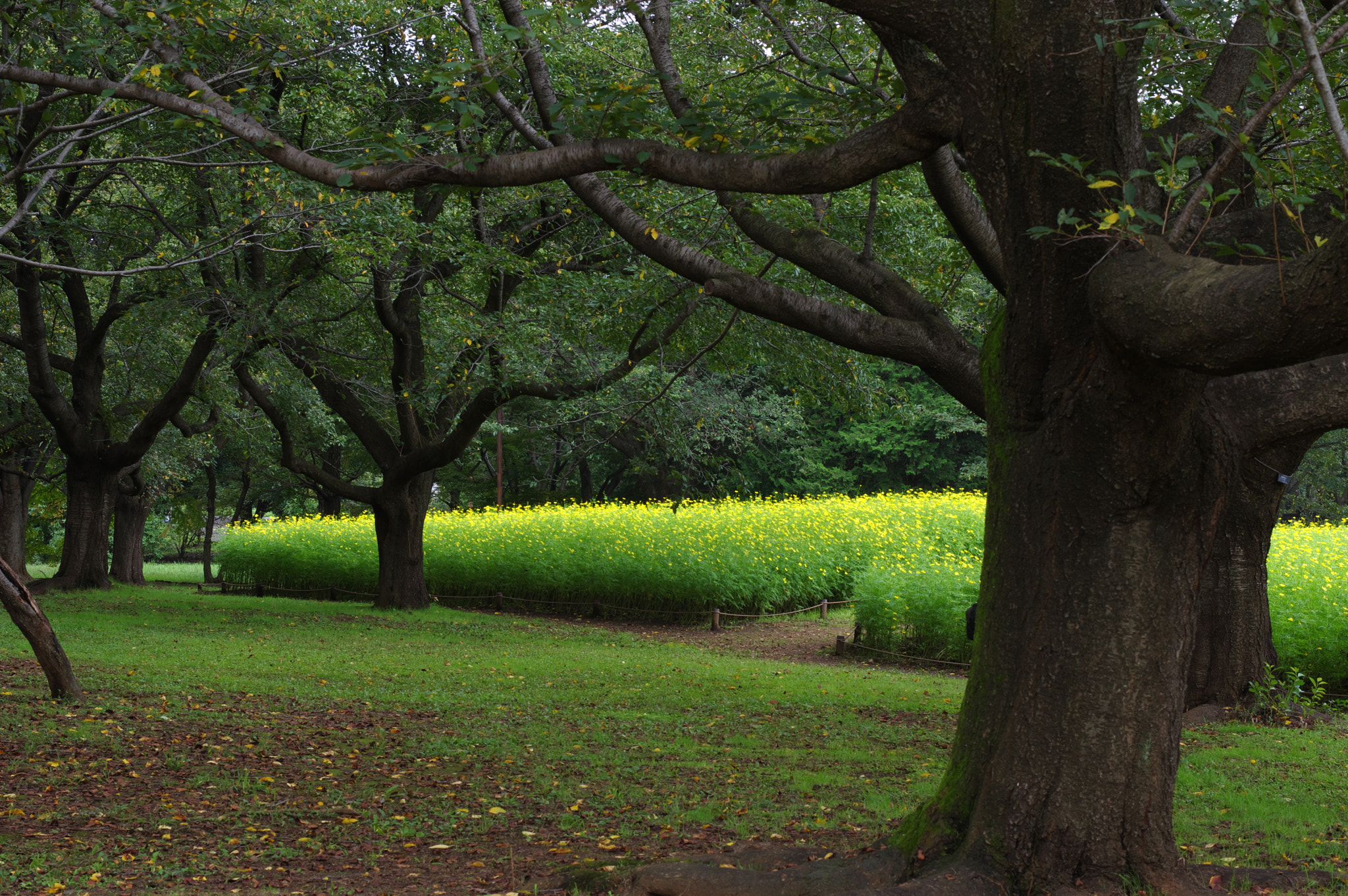 Pentax K-3 + Pentax smc DA* 55mm F1.4 SDM sample photo. And it's too late..... photography