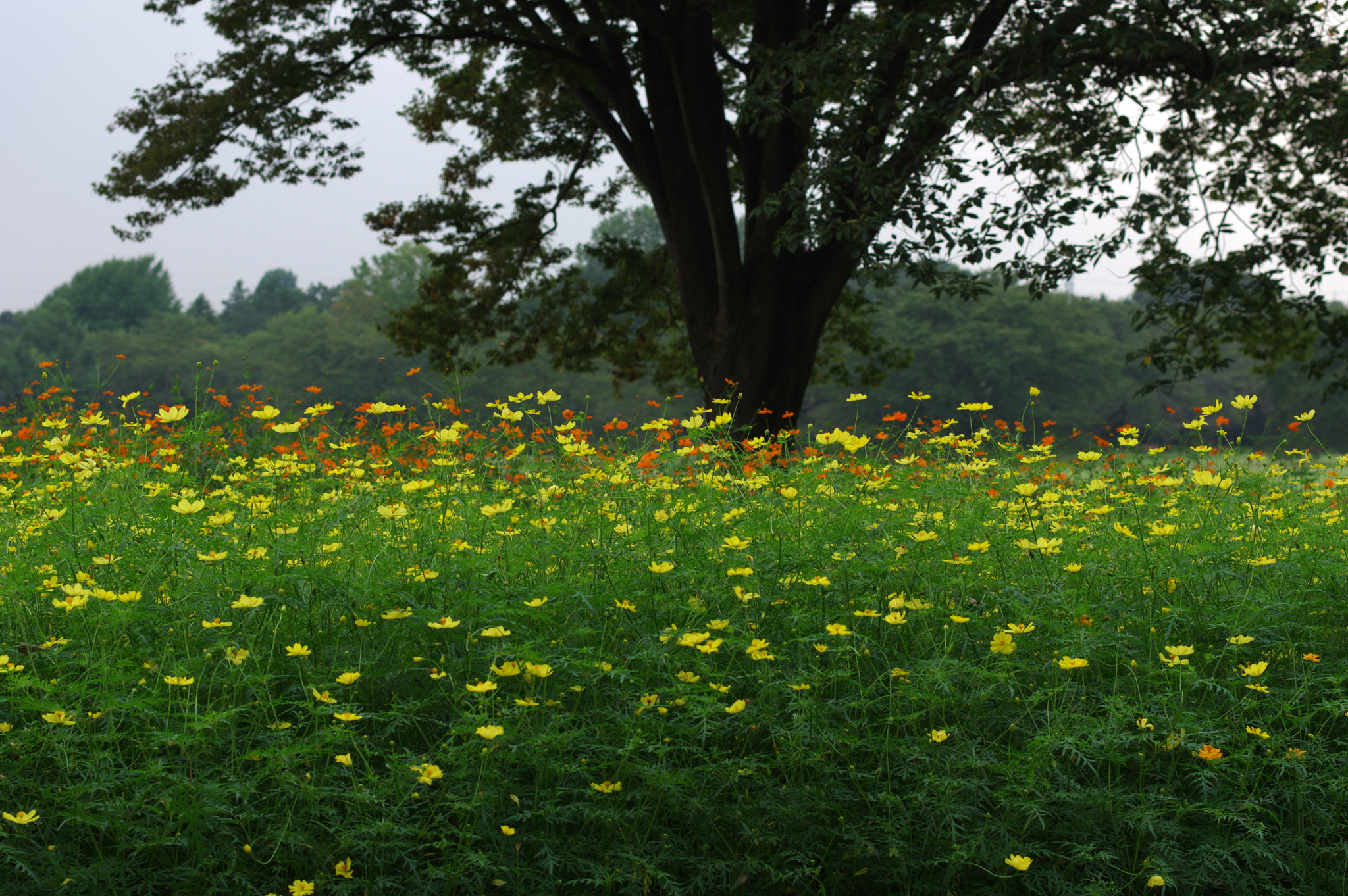 Pentax K-3 + Pentax smc DA* 55mm F1.4 SDM sample photo. Nothing's quite as pretty..... photography